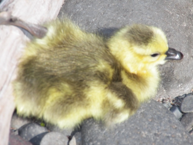 The sixth had "run away" about a foot, tripped on a twig, and laid still while I took his picture.  Mom and Dad were close by and a little irritated.