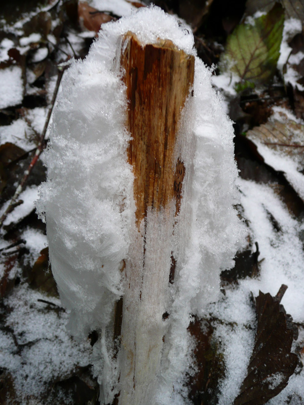 The top of an ice flower