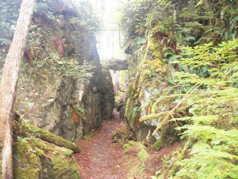 The trail to SGang Gwaay Llnagaay (Ninstints) on Anthony Island.