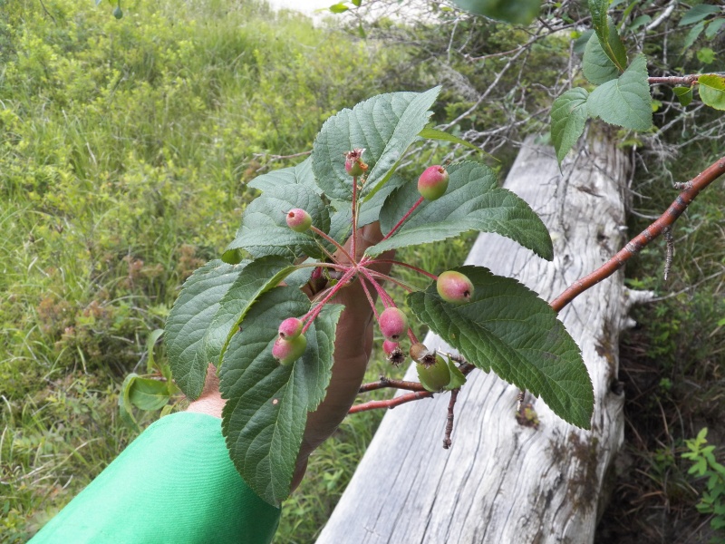 The understory along the shoreline was mostly wild crab apple.