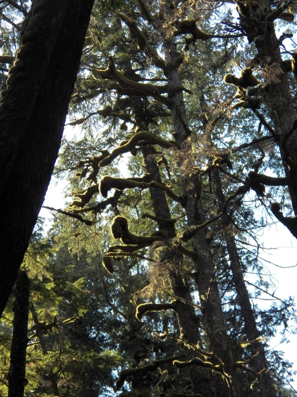 The walk to the "outside" of Rugged Point was partially on a boardwalk though some interesting trees.