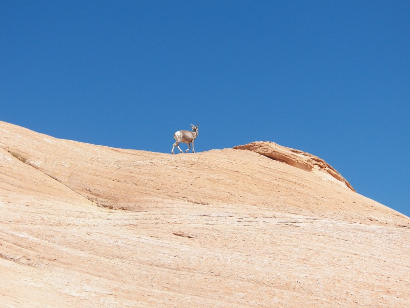 These guys were around on both sides of the canyon.