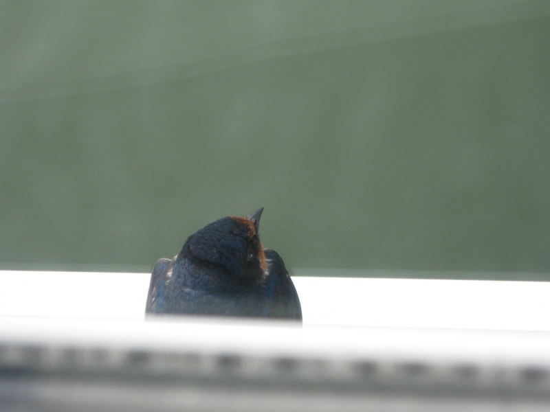 They found a good place on the gunnel of the boat. Taken from the helm side window.