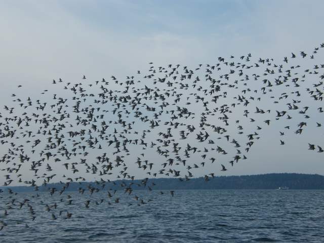 They were flying over a large log floating in the middle of the Narrows. The log was occupied by 4 seagulls, but they gave up their perch after a few fly overs by the group.