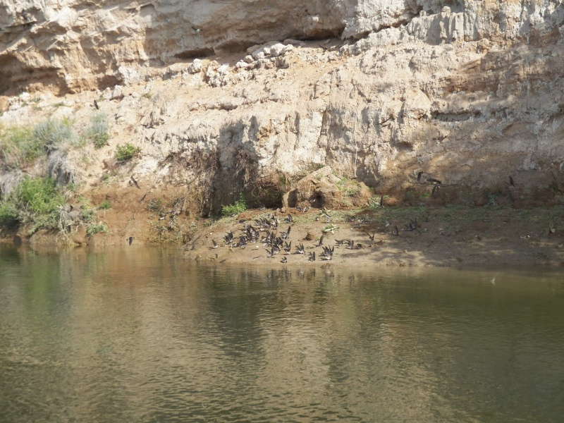 They were here because their nest building material (mud) was readily available.  The volcanic ash cliffs actually soaked up water several feet and had a dark wet rim around the bottom, as seen here.  The swallows are all flapping their wings because they don't have enough body mass to drive their beaks into the packed ash.  They have to "fly" into it.