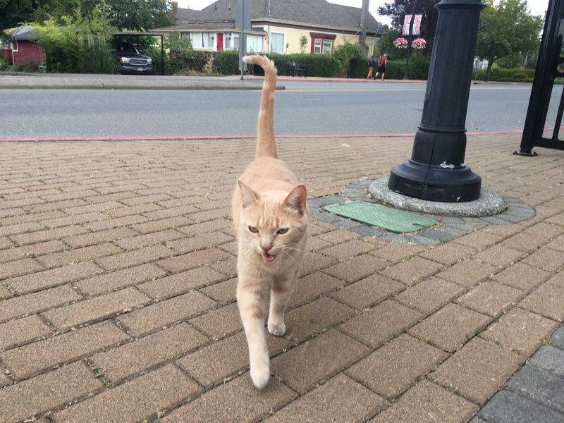 This friendly little buddy was making friends outside the market