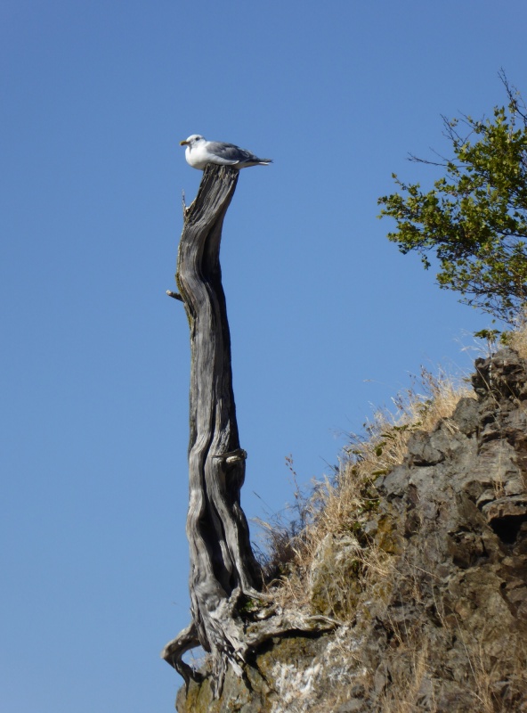 This gull has the best view in the bay