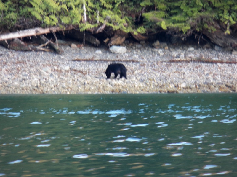 This guy came out of the woods.  I took his picture, put down my camera, and watched as he went up to the thimble berries on the shoreline, stood up on his hind legs, and pulled berries into his mouth with his paws.  Eerily human looking.