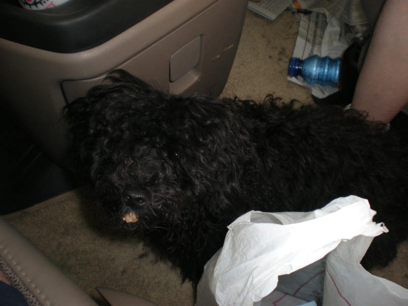 This is "Boodle" our black miniature Poodle at about six months old.
