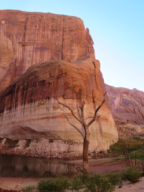 This is the tree the solar light was in at the end of Iceberg Canyon Monday morning 9-23-13