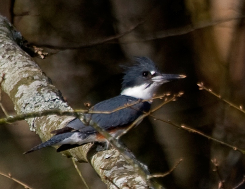 This little Kingfisher was darting back and forth across the creek and hiding from C Eagle as we traveled back into the narrow, shallow waters.