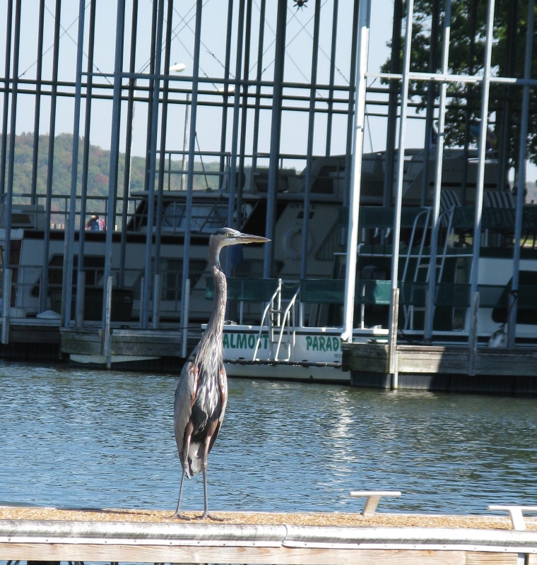 This was the Dock Boss of our transient dock.  He seemed ok with us as long as we stayed away from his area.  He stood there day and night.