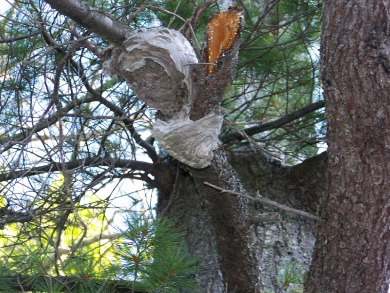 This wasp nest was his breakfast.