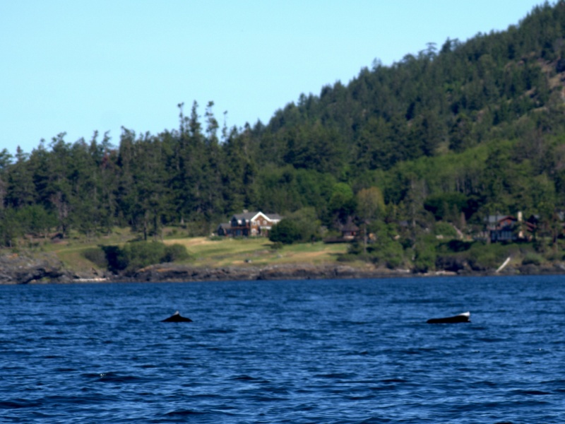 Thought these were whales at first, but perhaps actually Dall's Porpoises. They were much larger and slower than the porpoises normally seen everywhere in the San Juans.