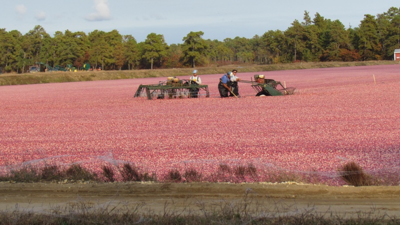 Thrashers working cranberries in Speedwell and Chatsworth New Jersey October 26th 2012