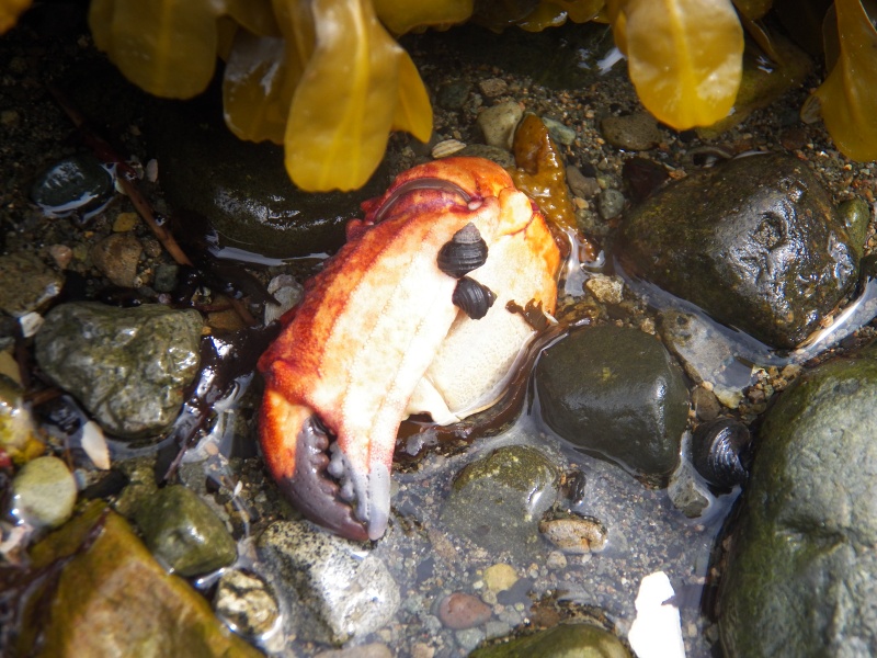 Tide pool art.