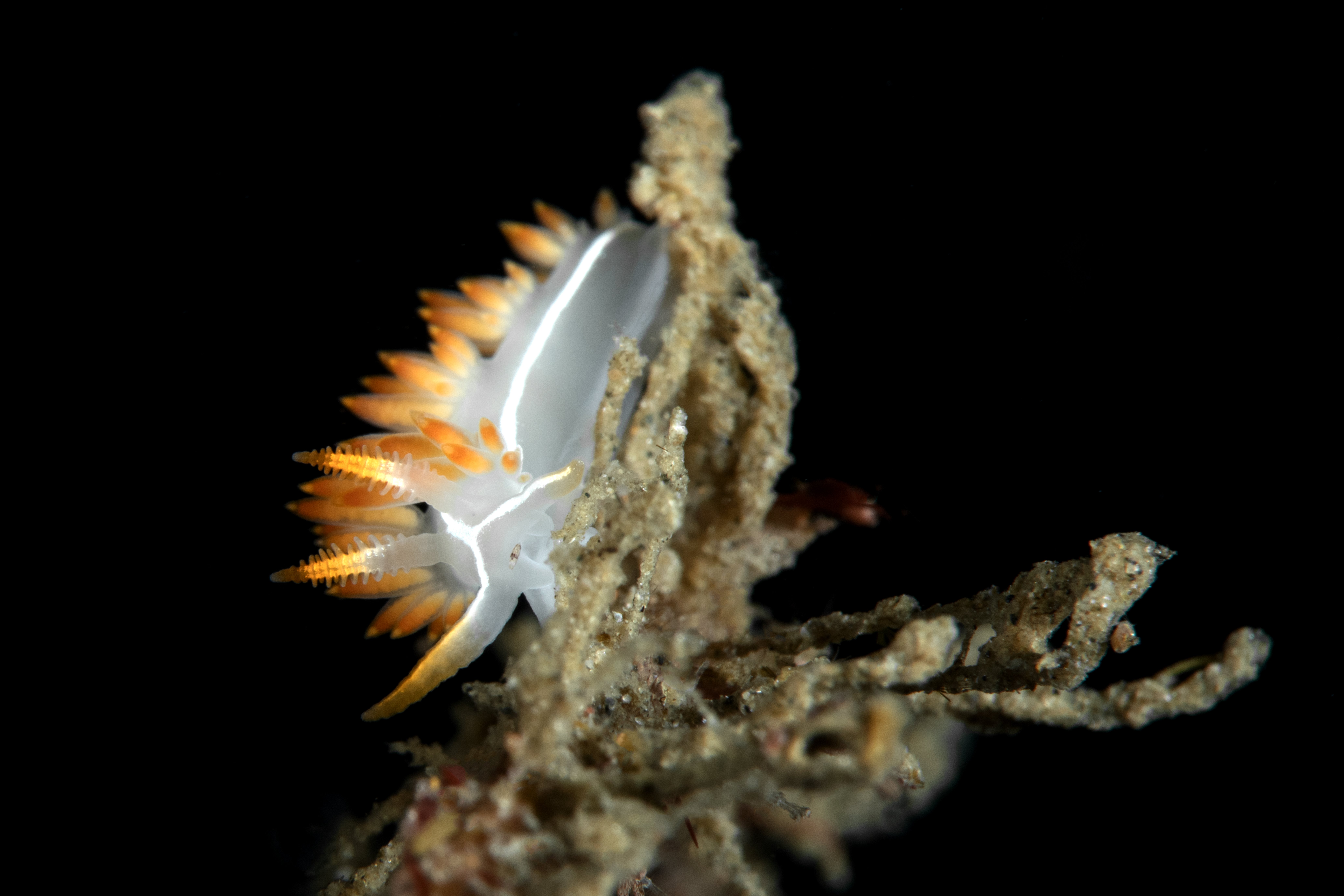 Topaz Deep DSC_8443.jpg