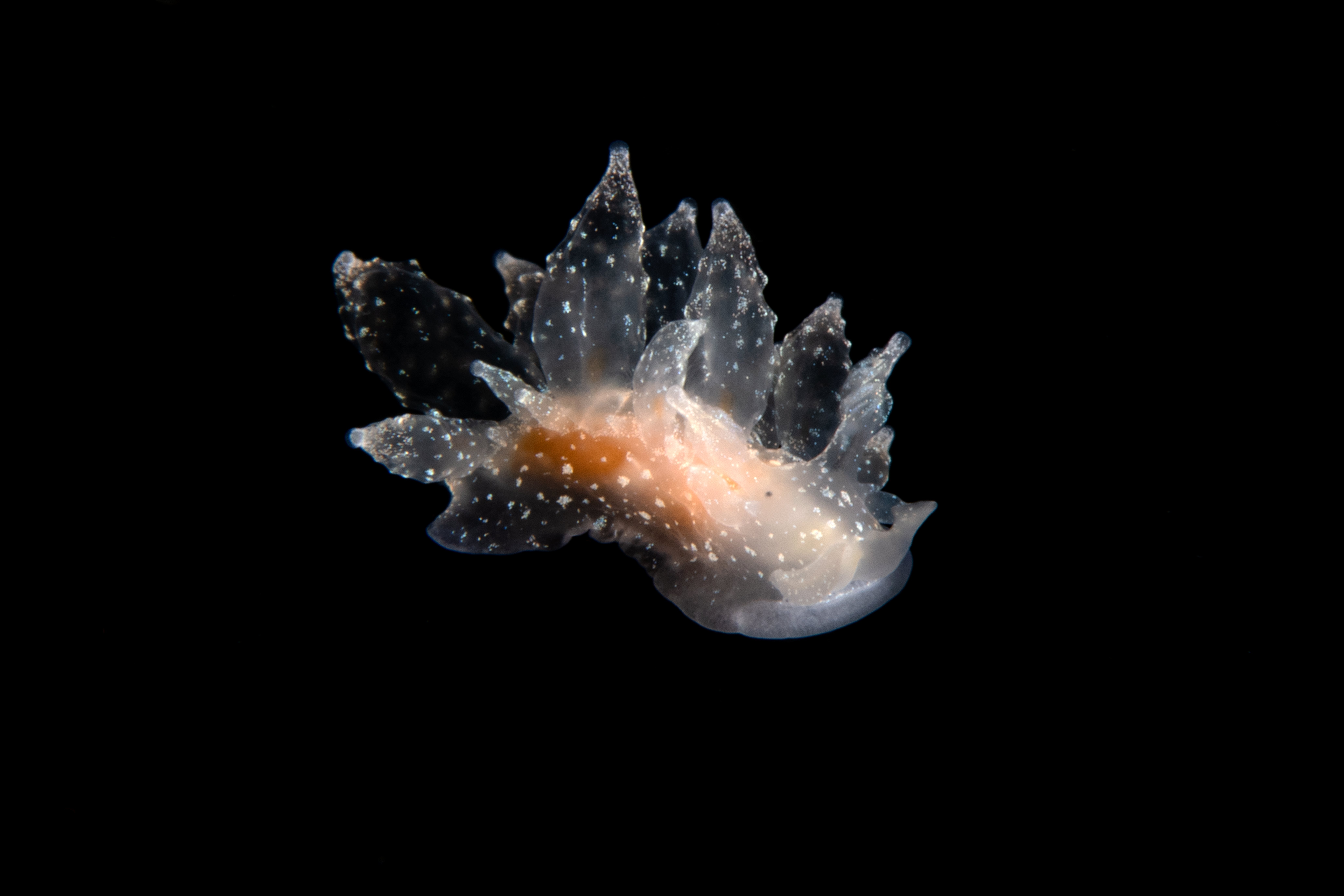 Topaz Deep DSC_8509.jpg