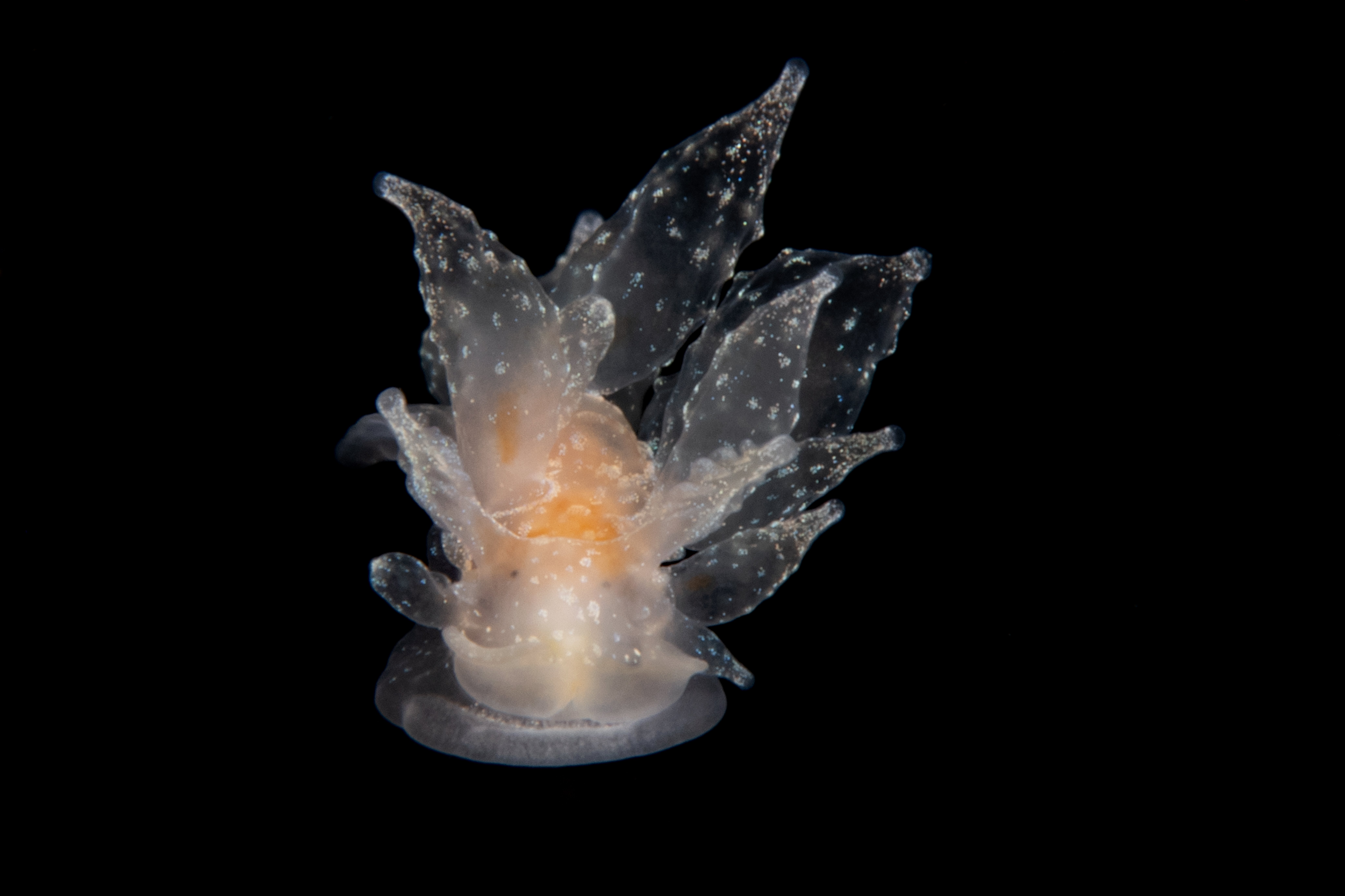 Topaz Deep DSC_8510.jpg