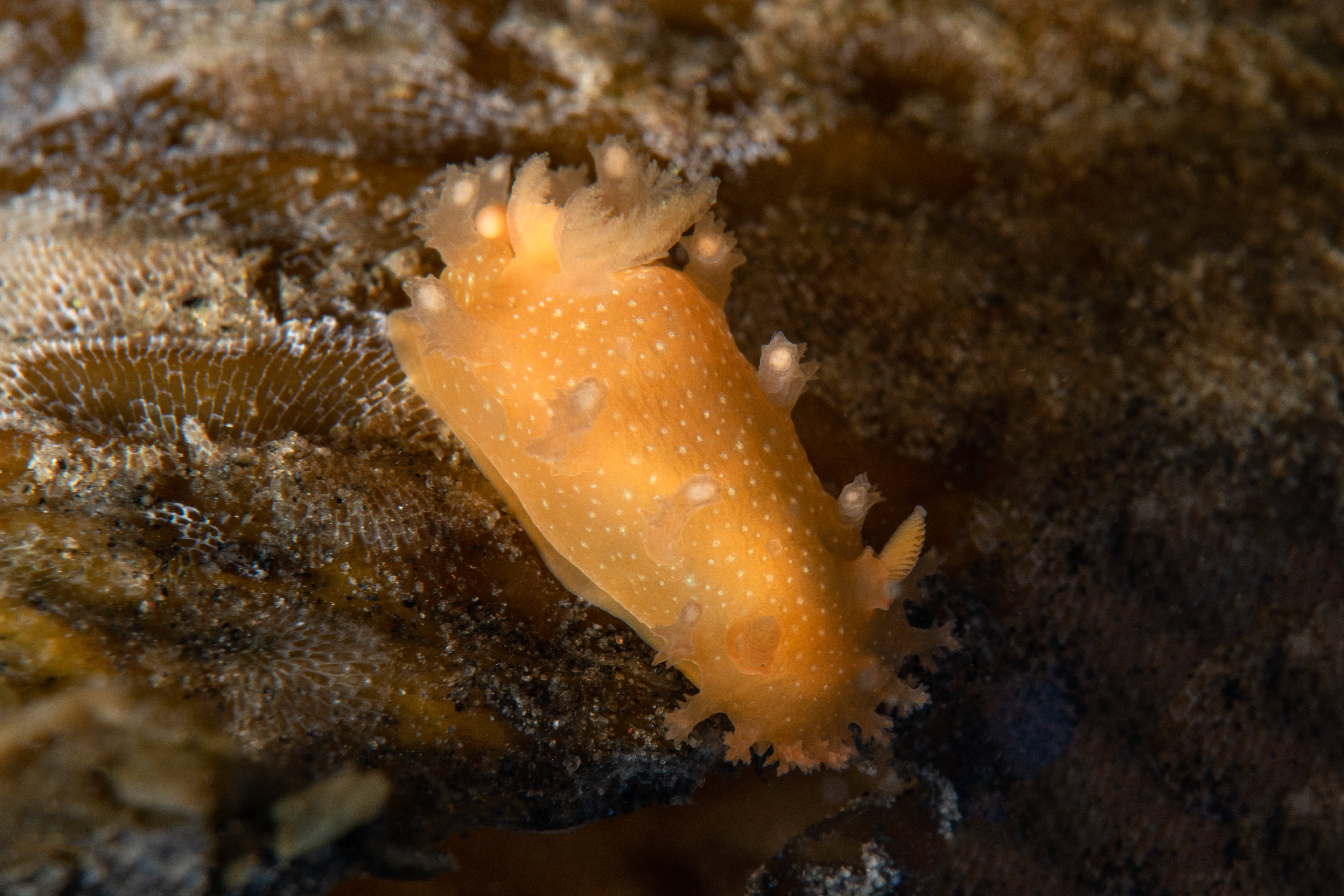 Topaz Deep DSC_8701.jpg