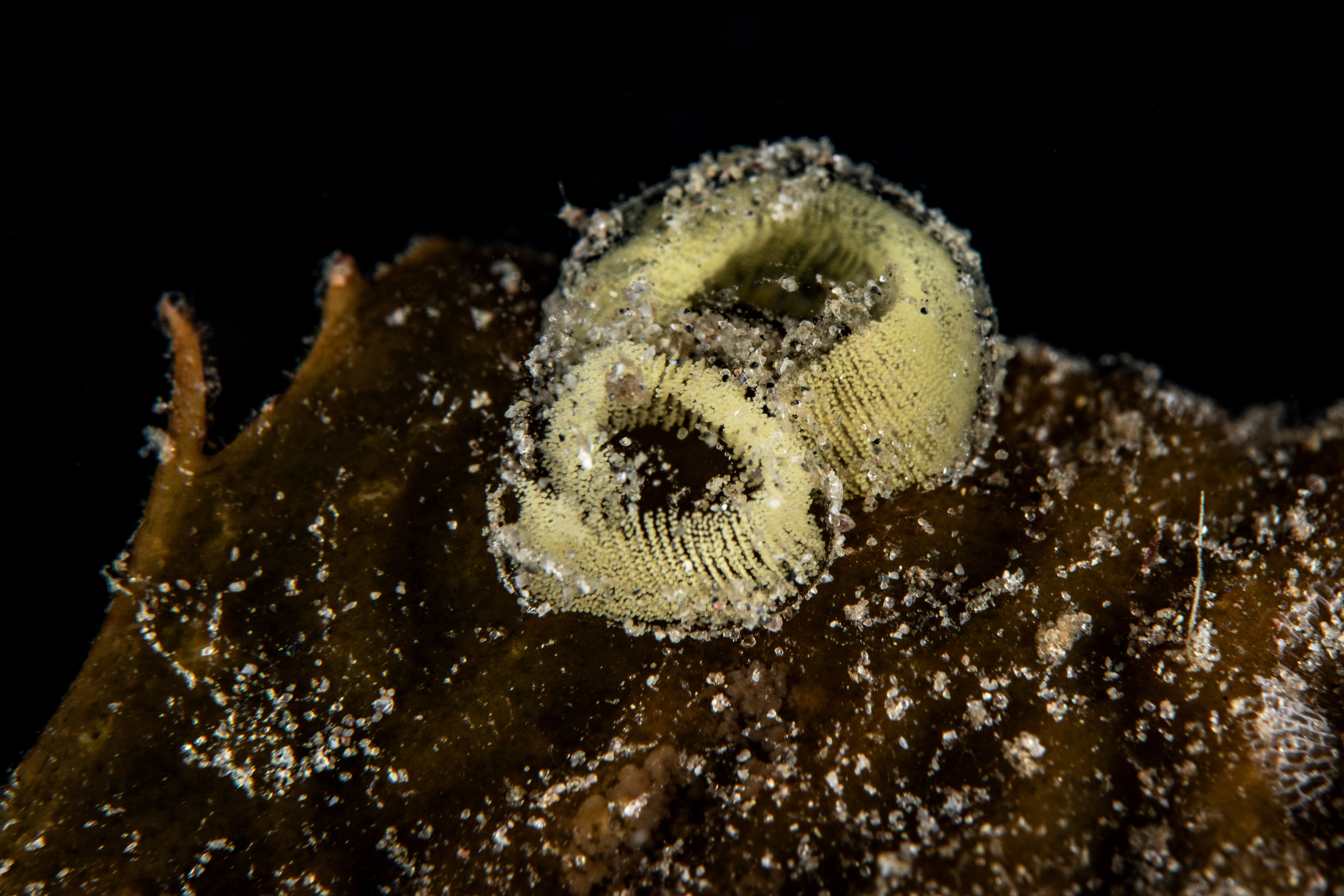 Topaz Deep DSC_8766.jpg