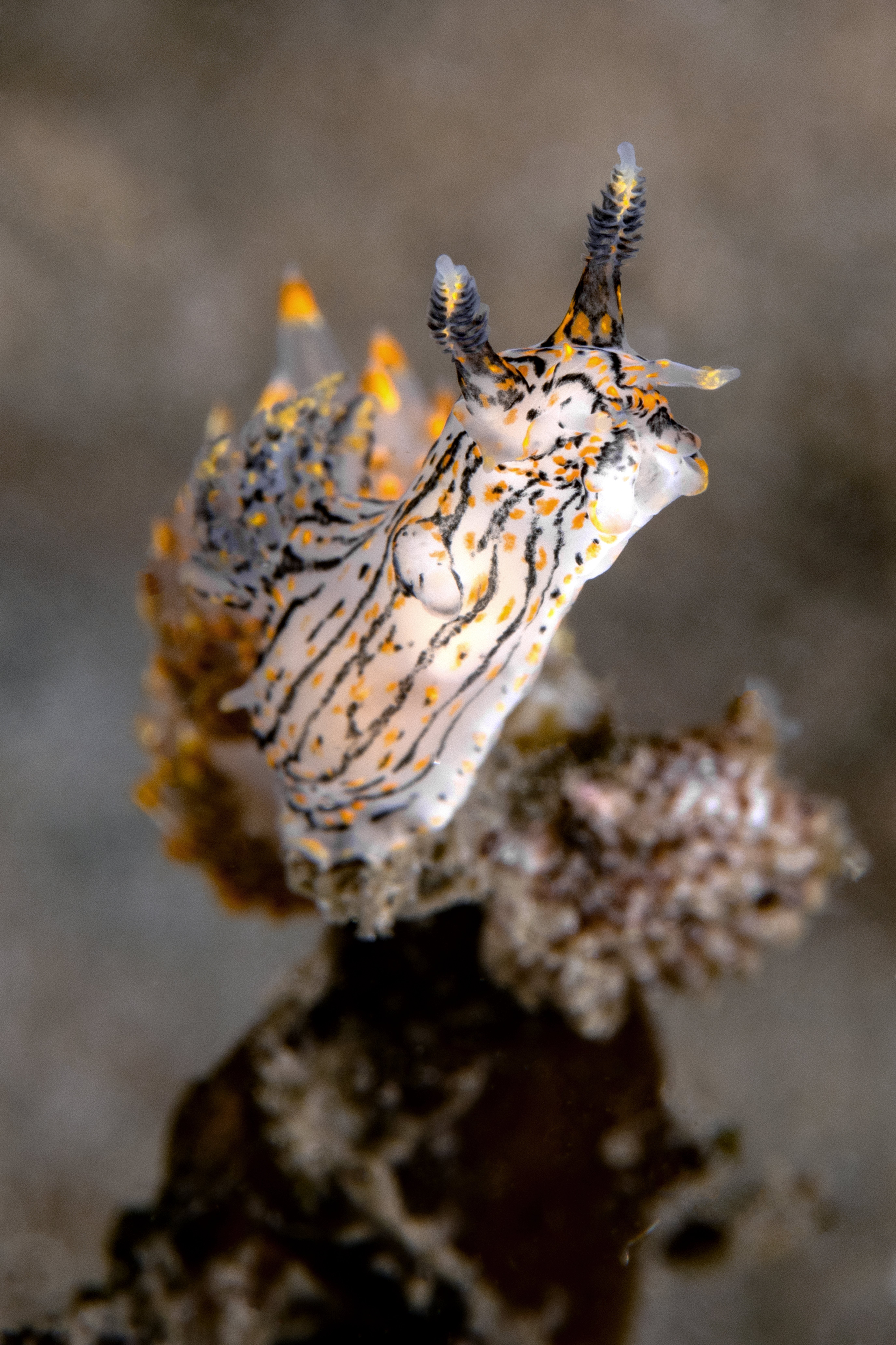 Topaz Deep DSC_8776.jpg