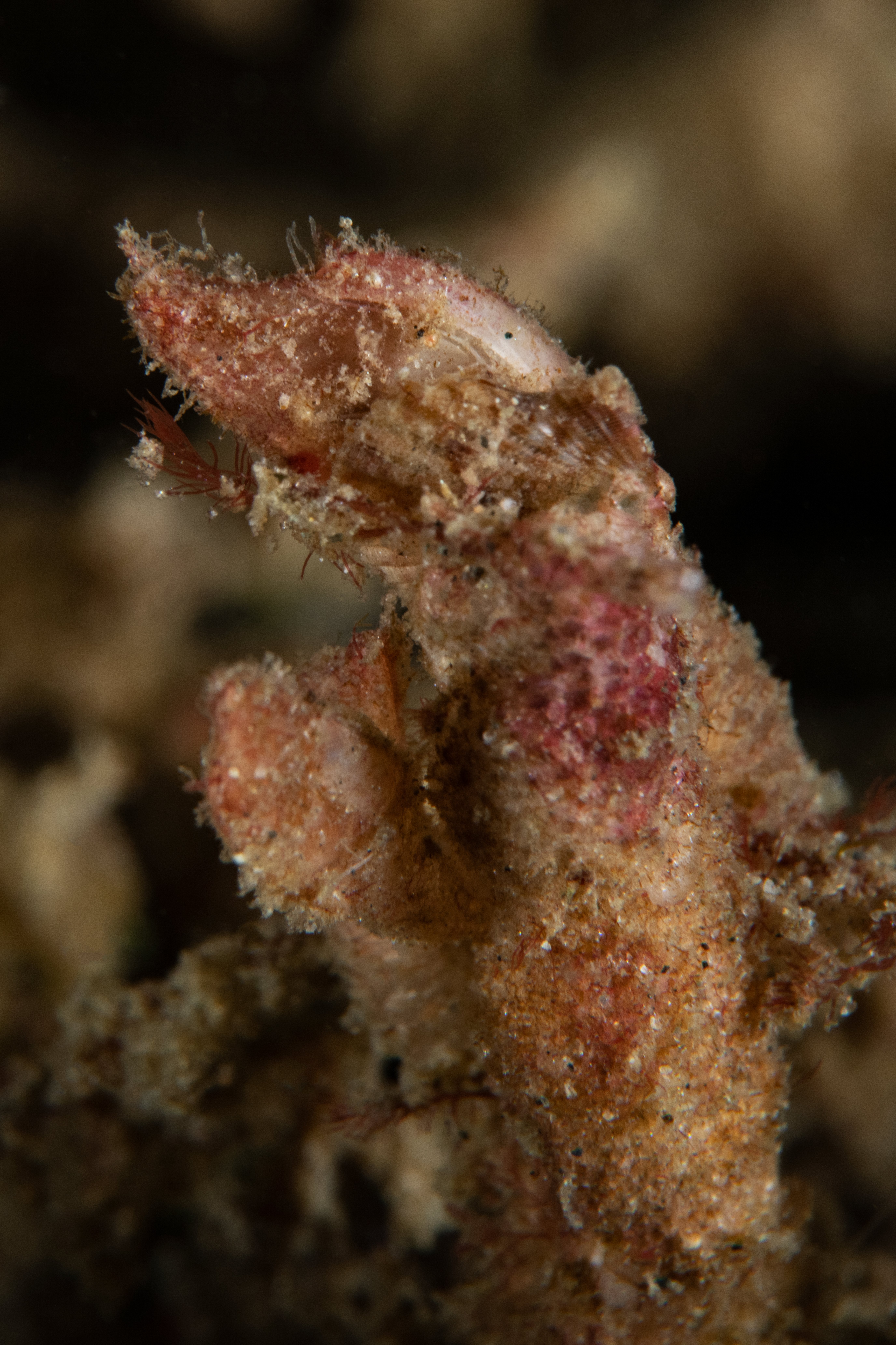 Topaz Deep DSC_8818.jpg