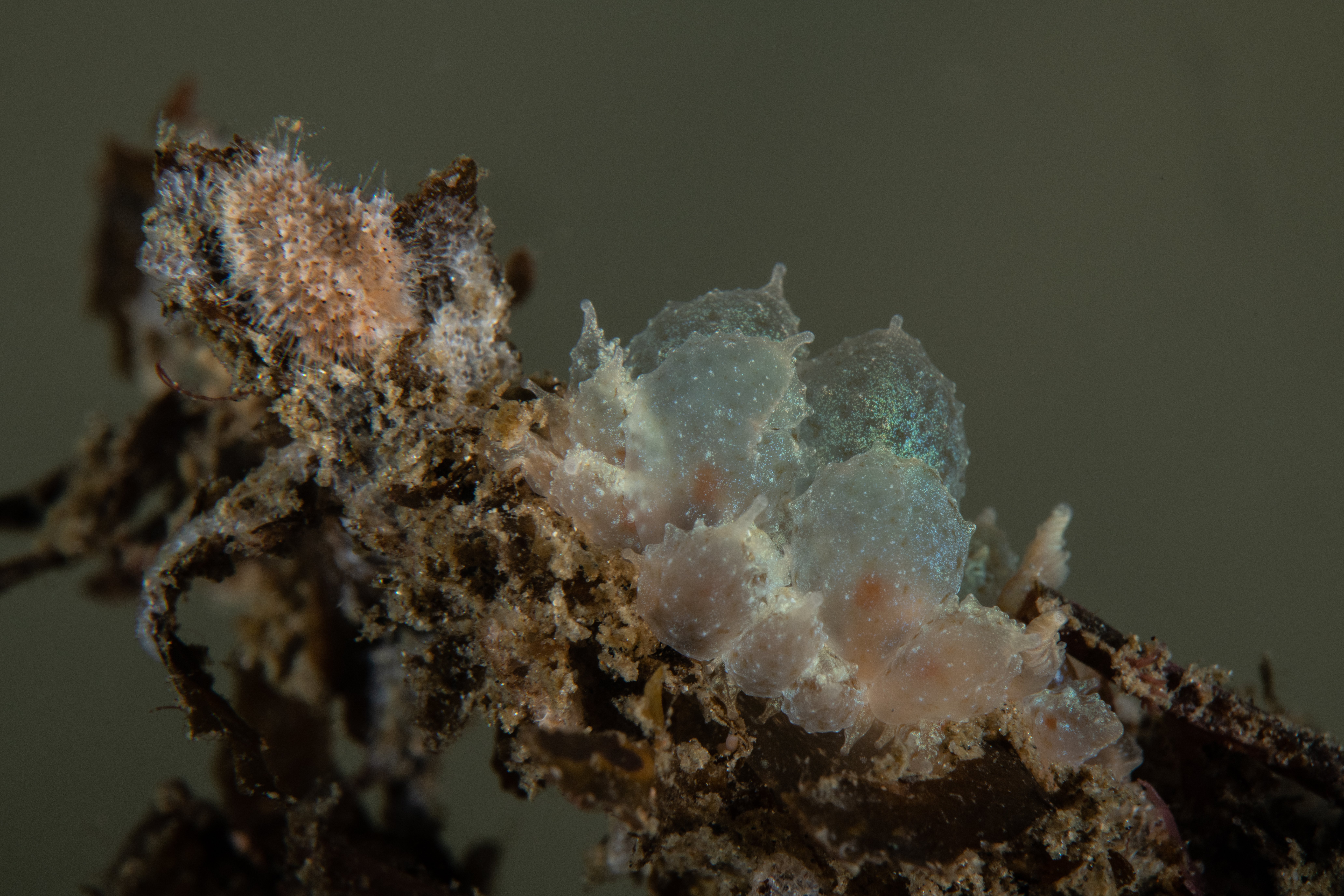 Topaz Deep DSC_8826.jpg