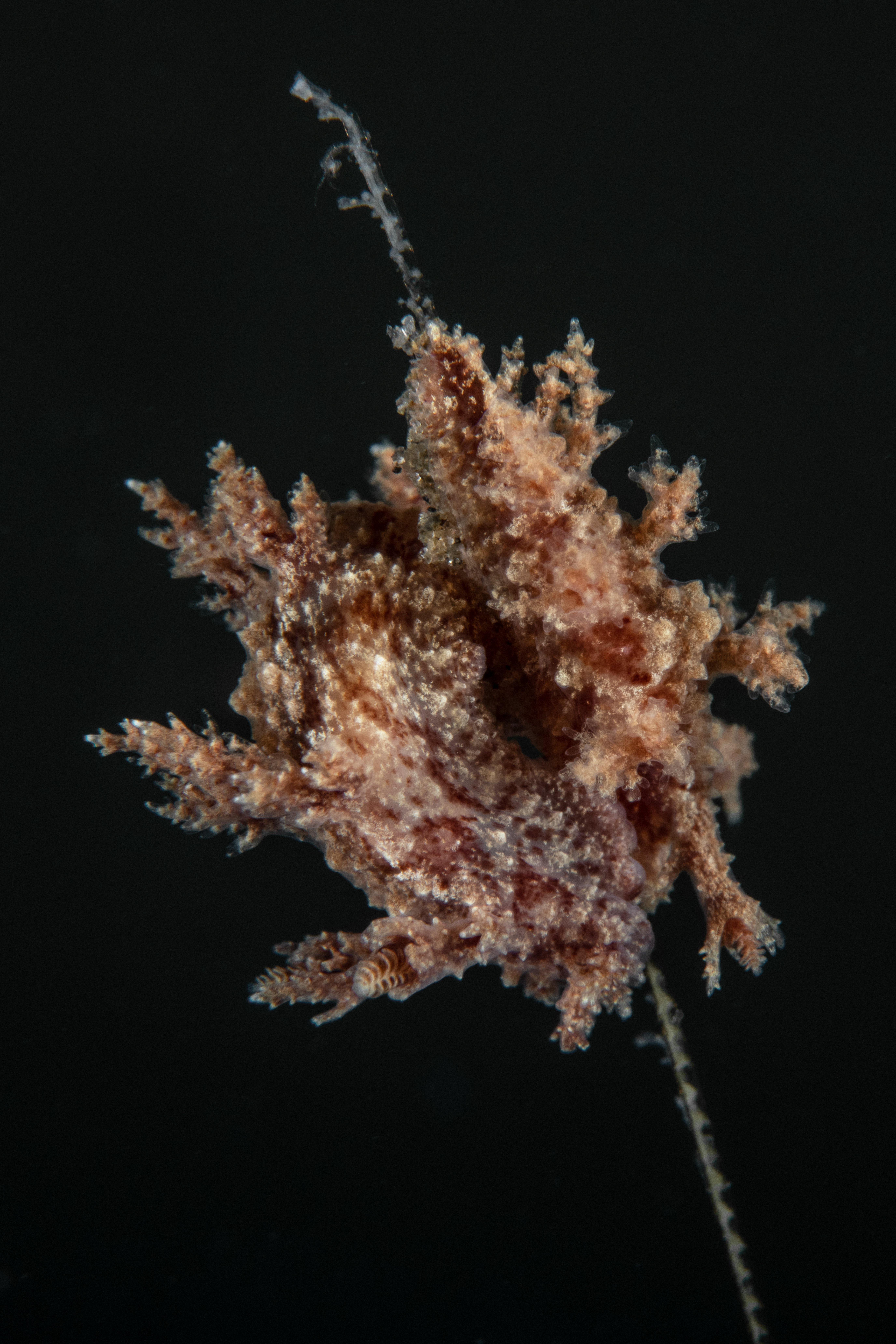 Topaz Deep DSC_8830.jpg