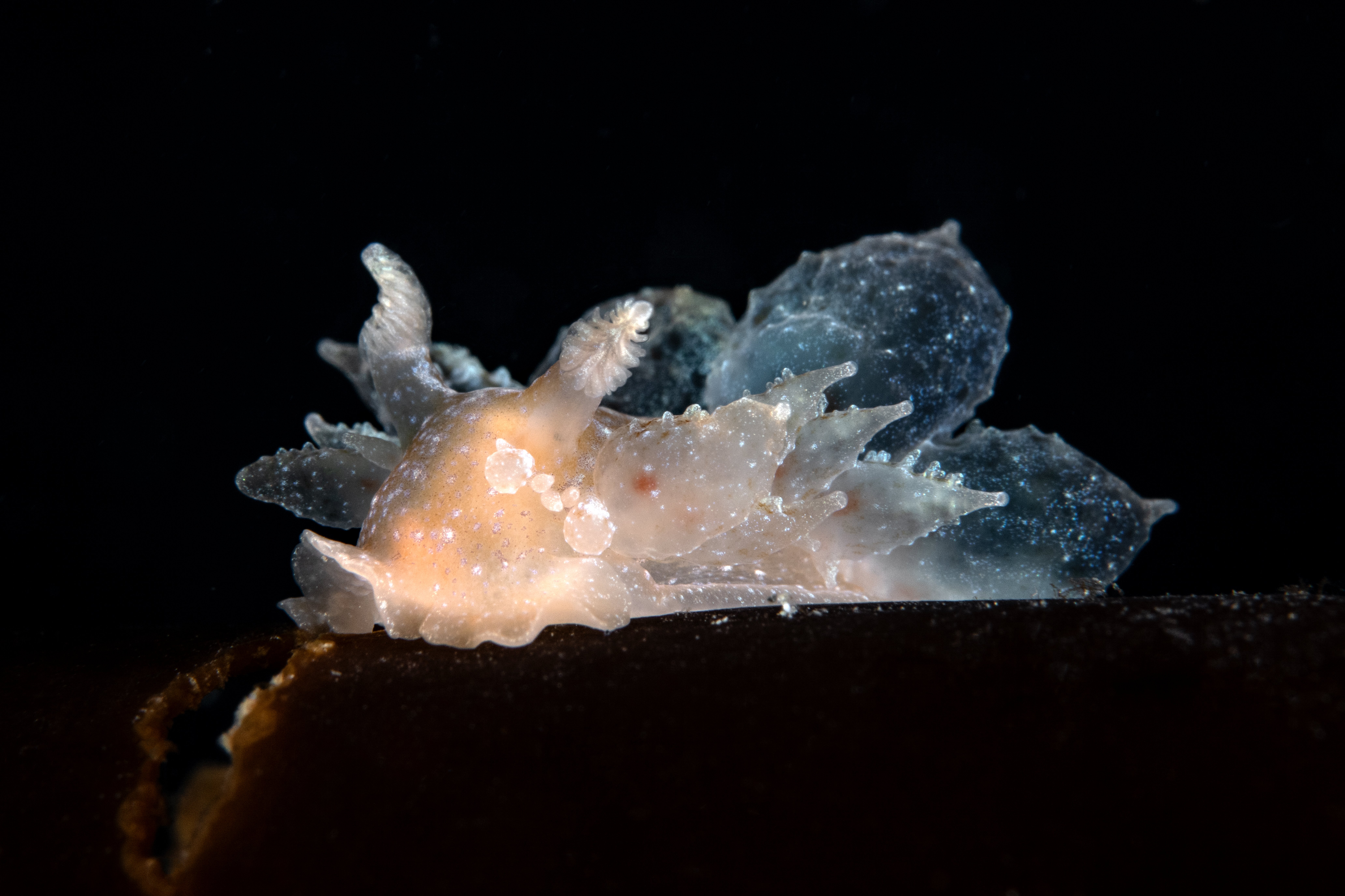 Topaz Deep DSC_8839.jpg