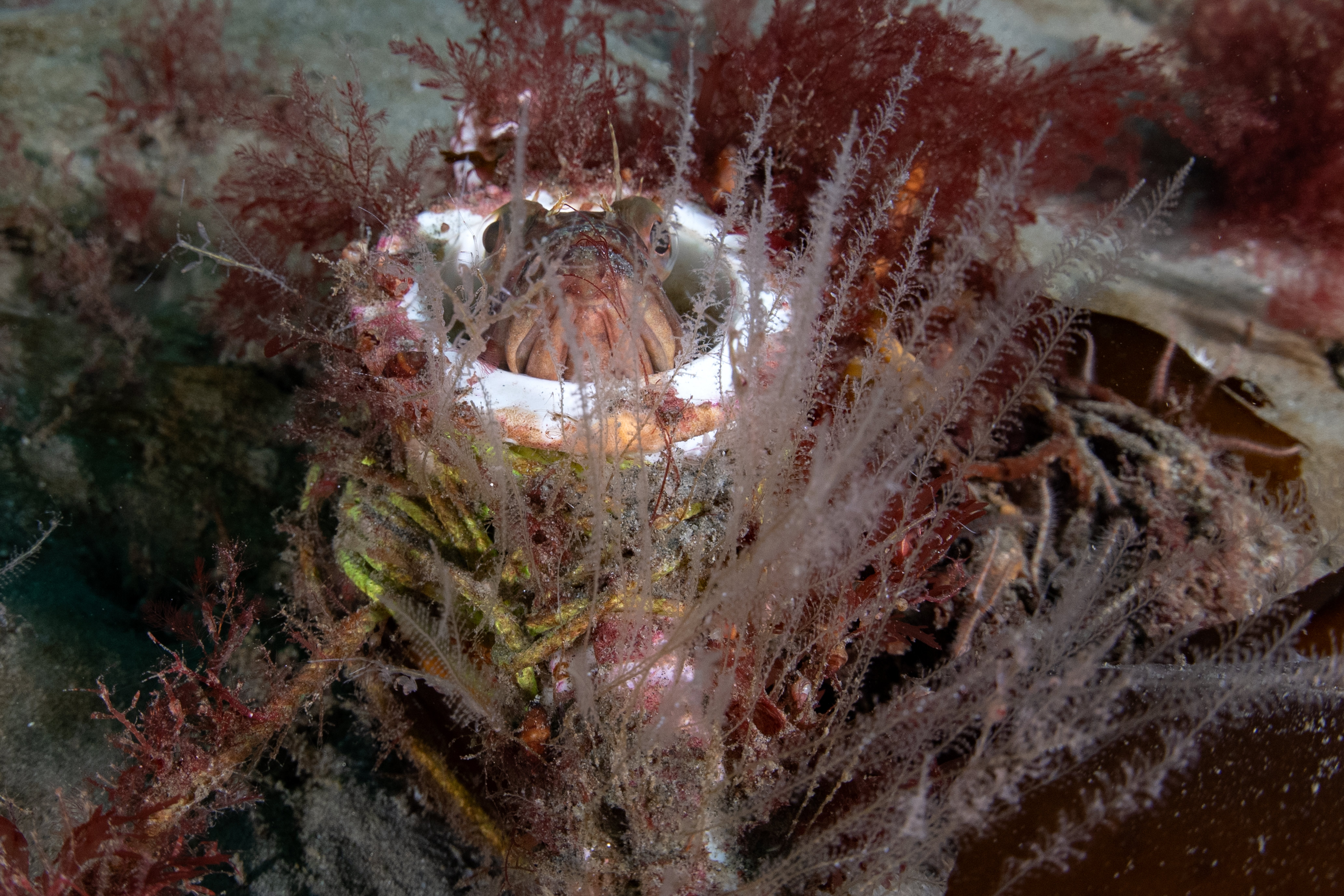 Topaz Deep DSC_8948.jpg