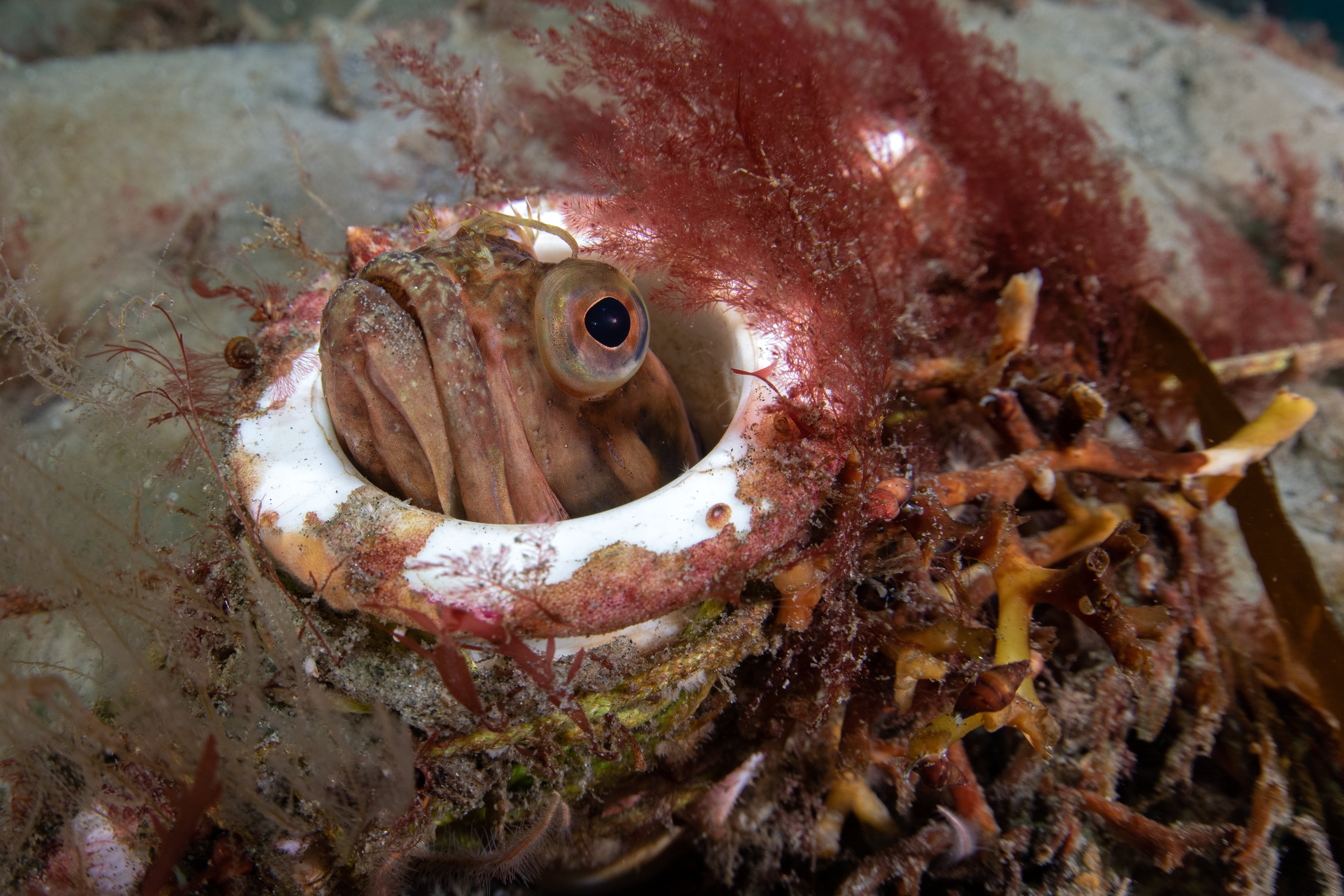 Topaz Deep DSC_8949.jpg