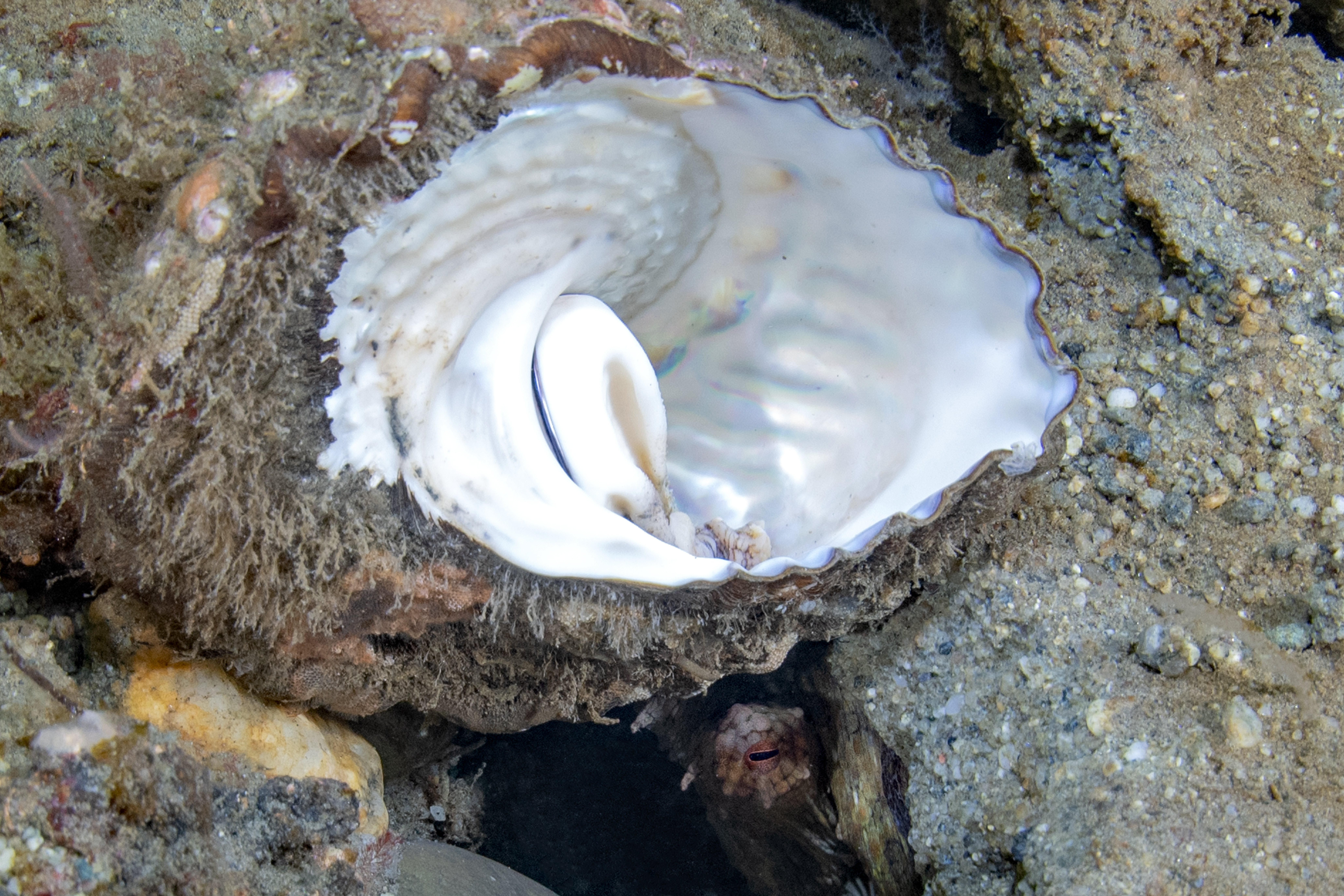 Topaz Deep DSC_8950.jpg