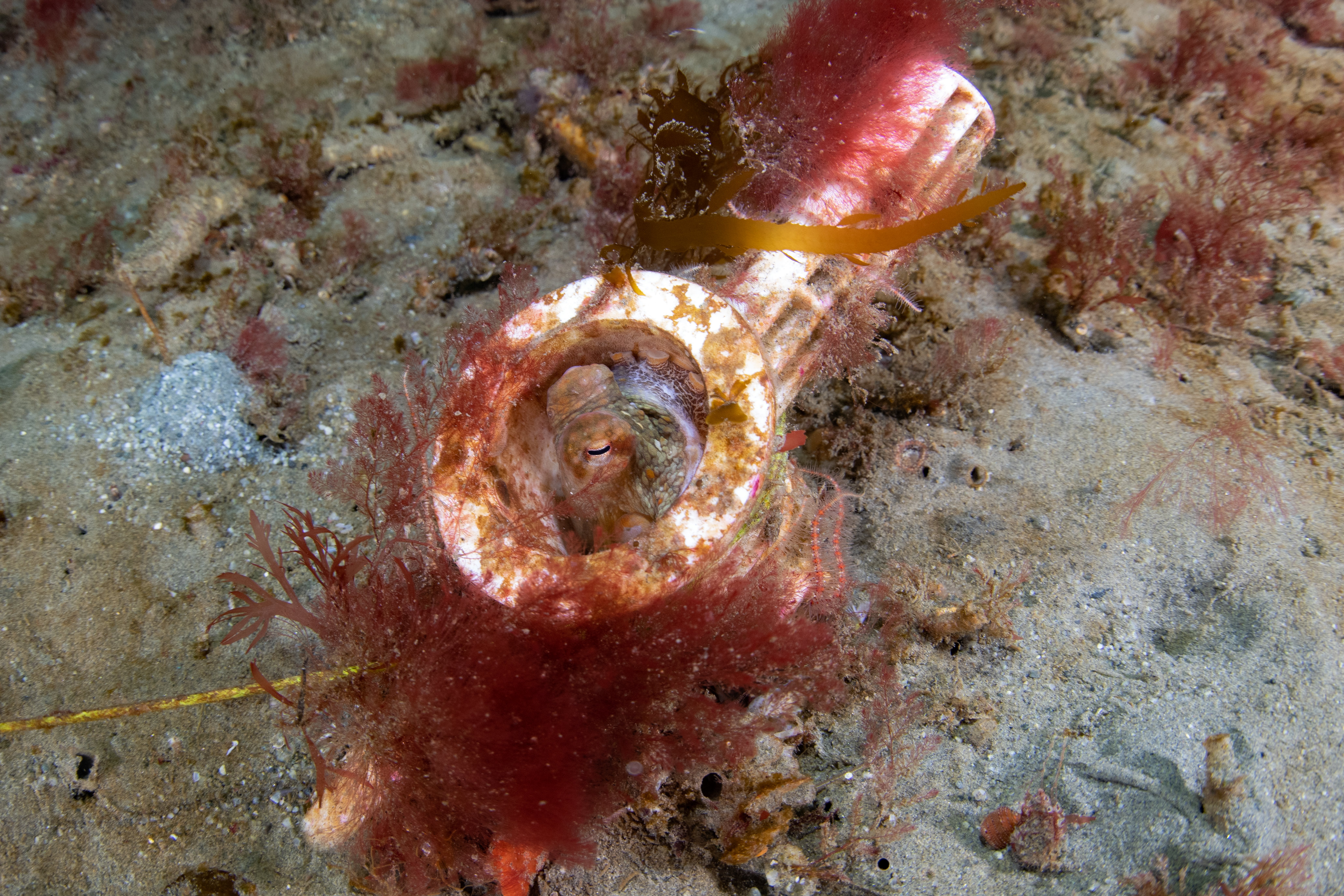 Topaz Deep DSC_8951.jpg