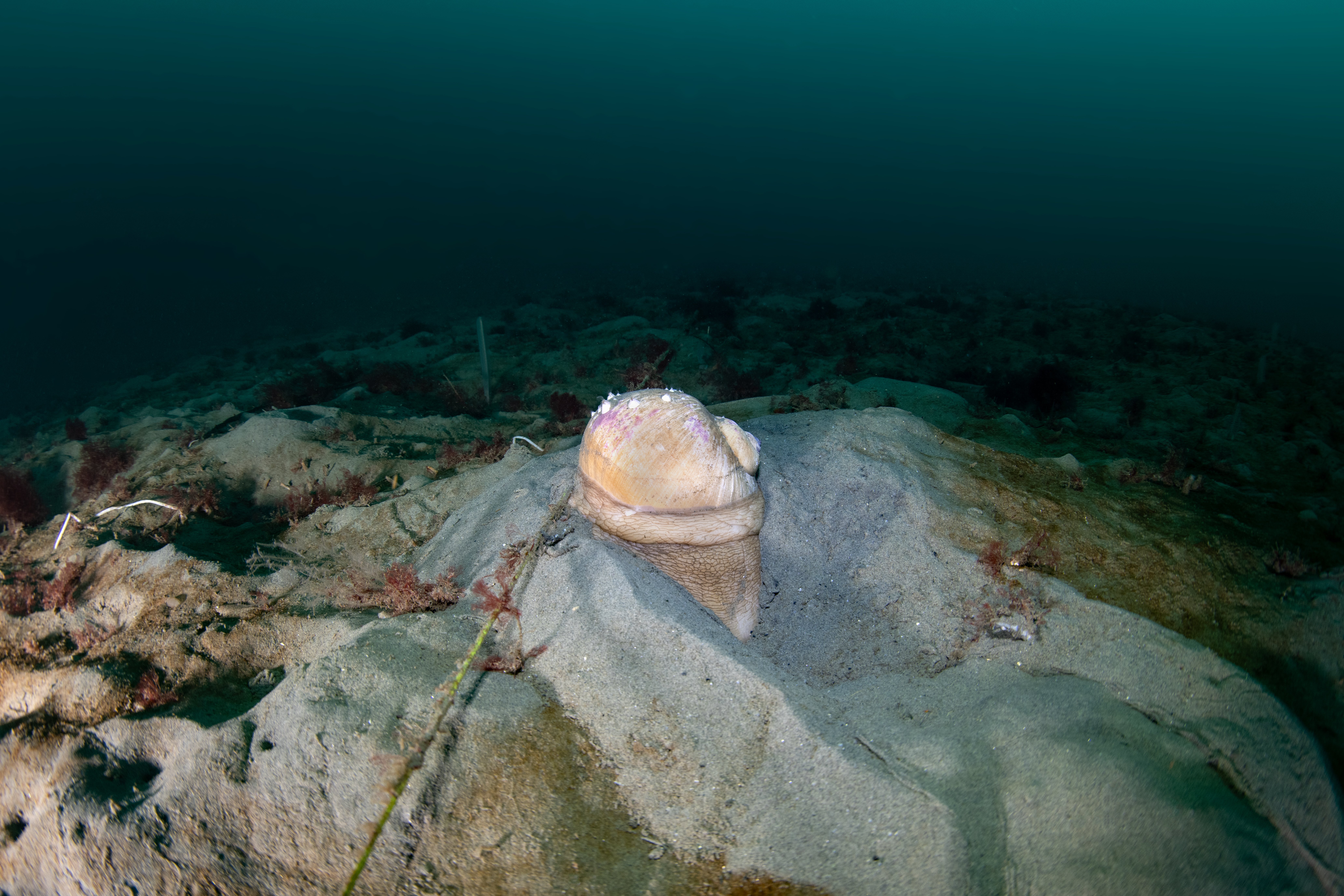 Topaz Deep DSC_8969.jpg