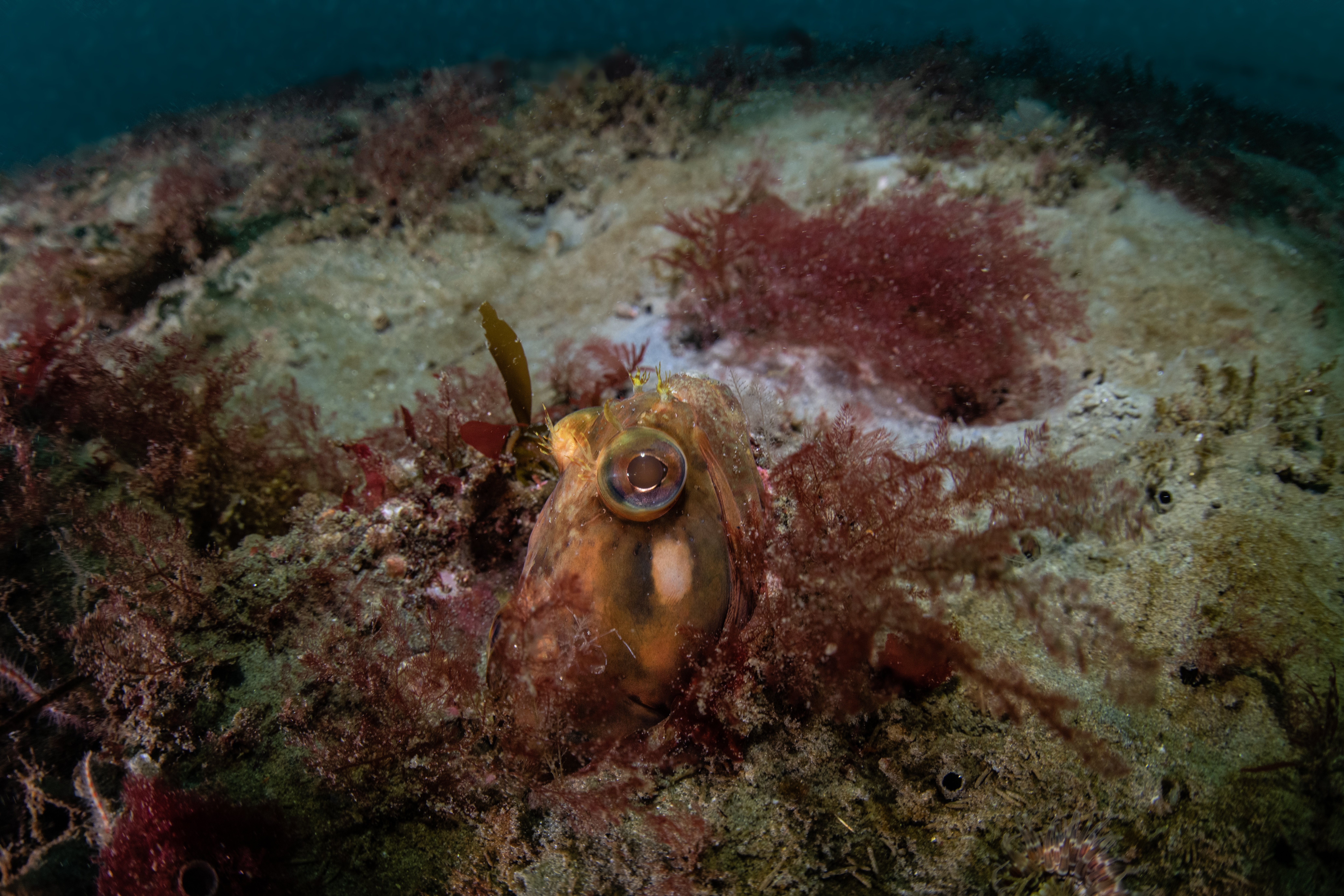 Topaz Deep DSC_8989.jpg