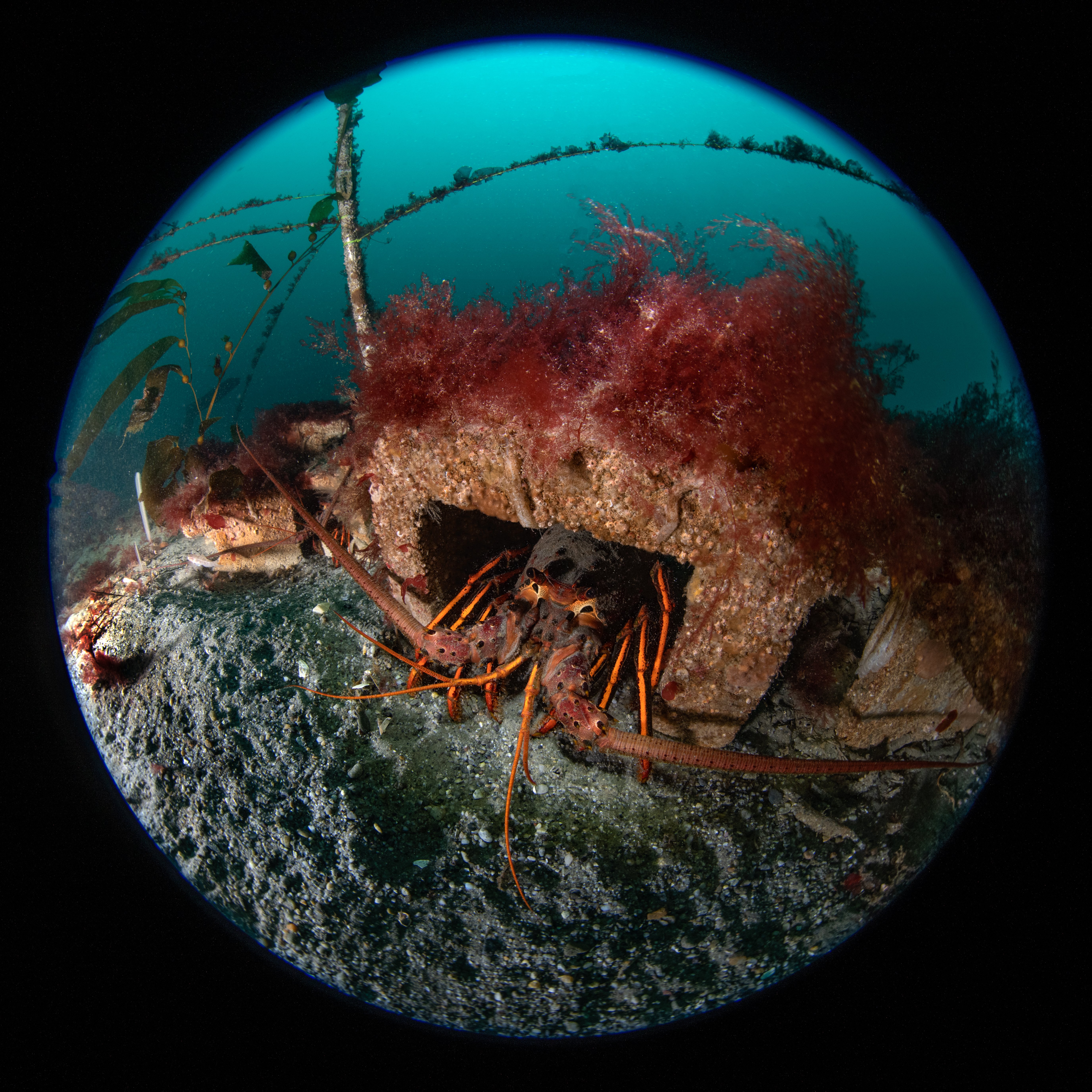 Topaz Deep DSC_8991.jpg