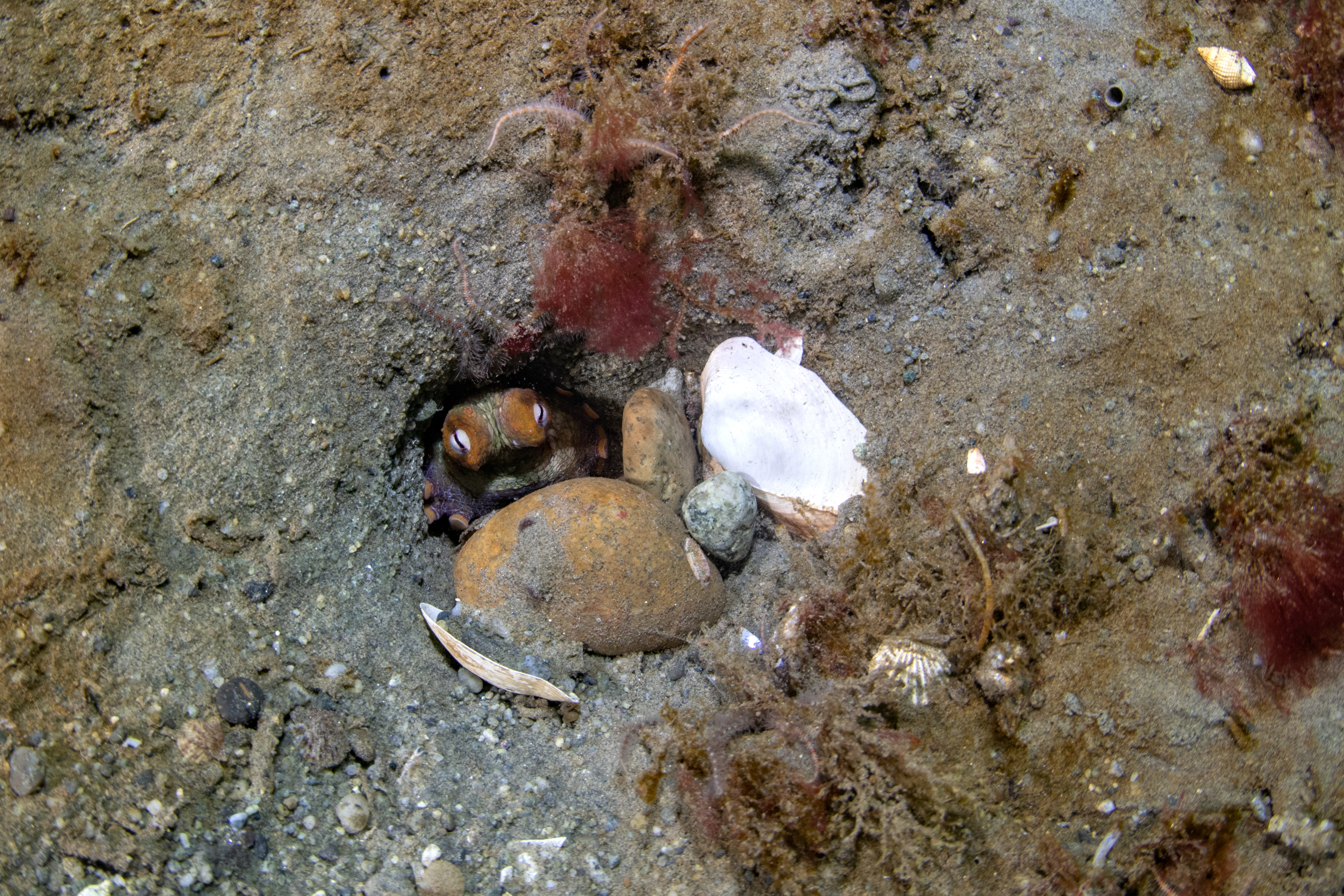 Topaz Deep DSC_8994.jpg