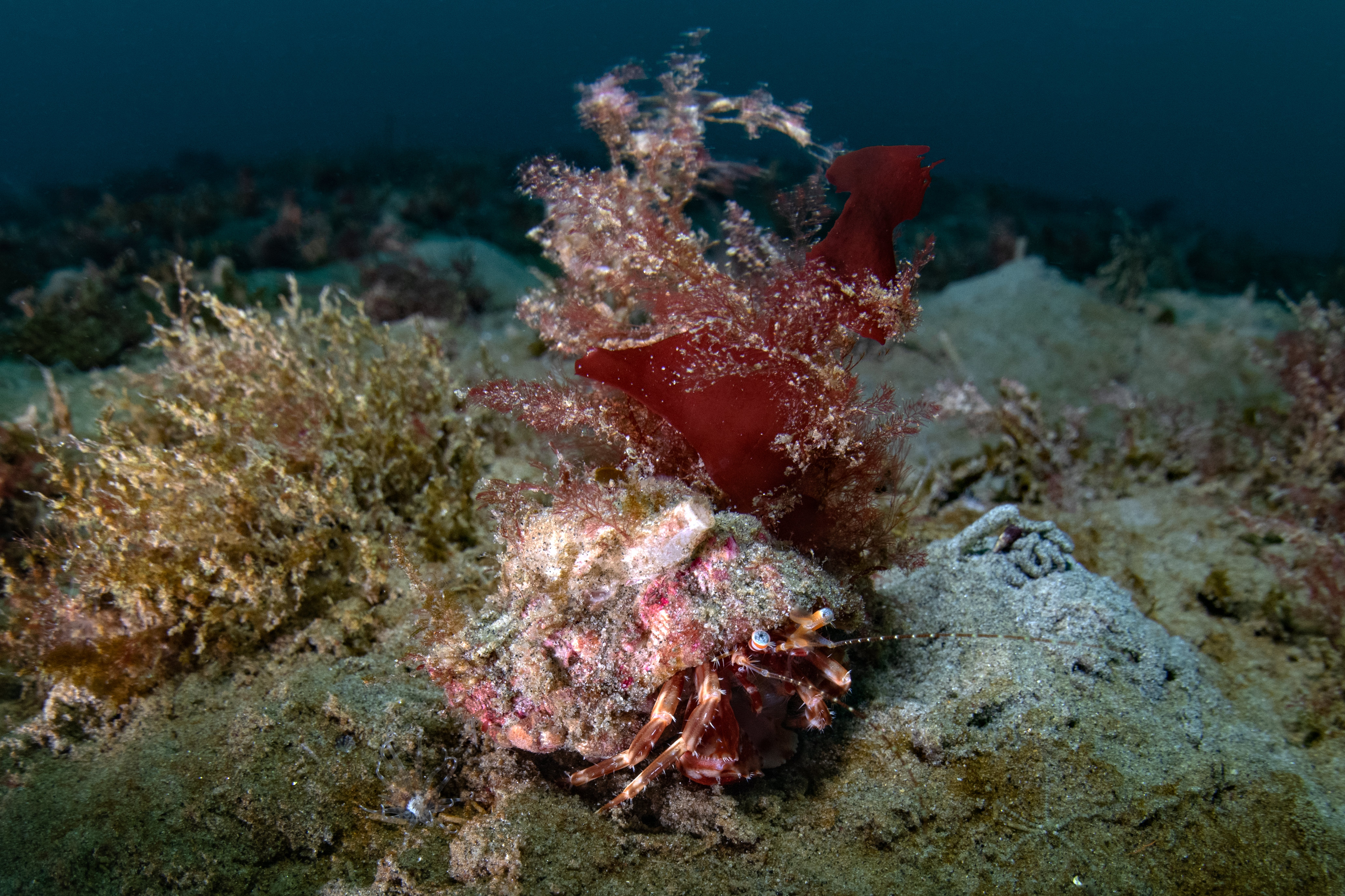 Topaz Deep DSC_8998.jpg