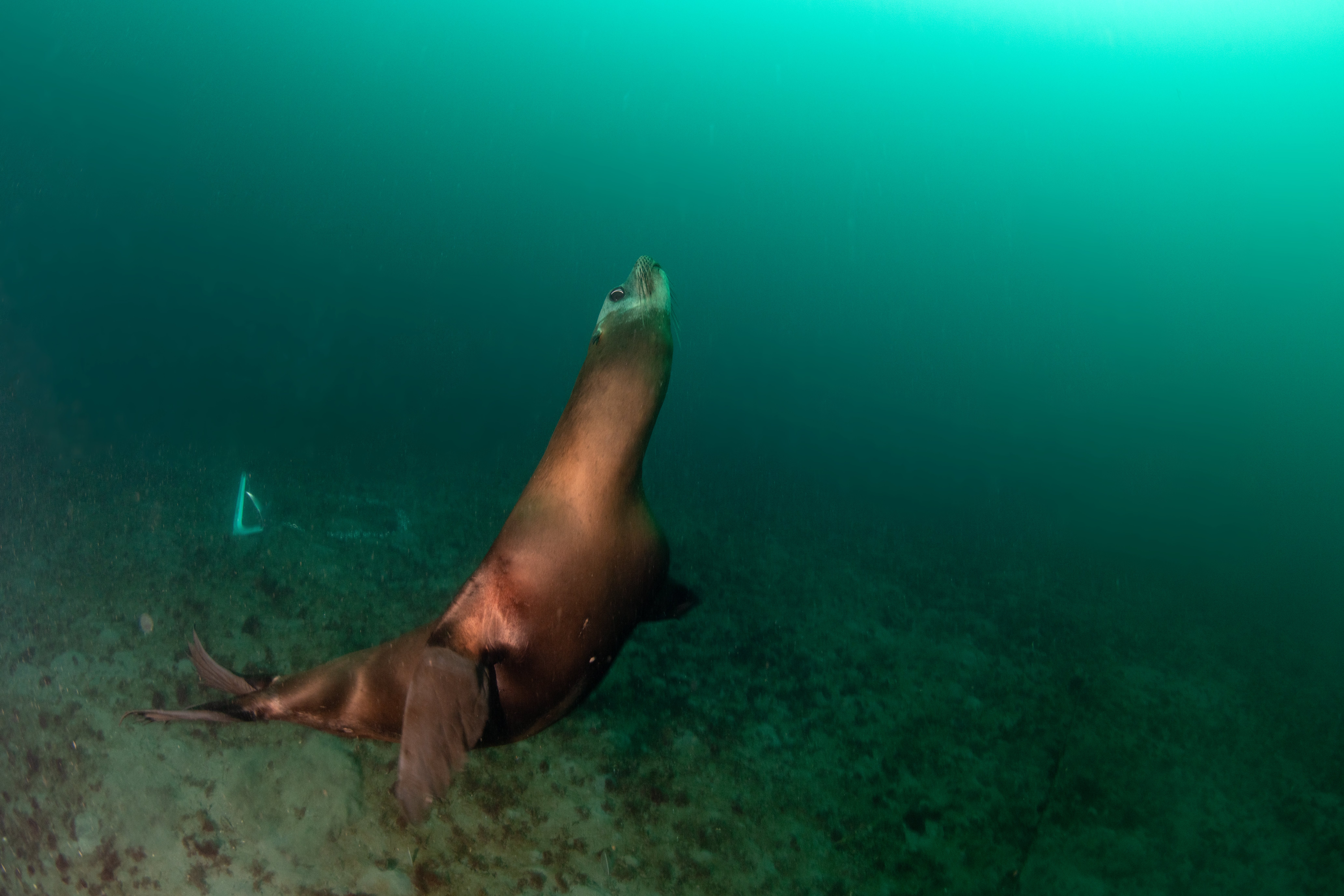 Topaz Deep DSC_9005.jpg