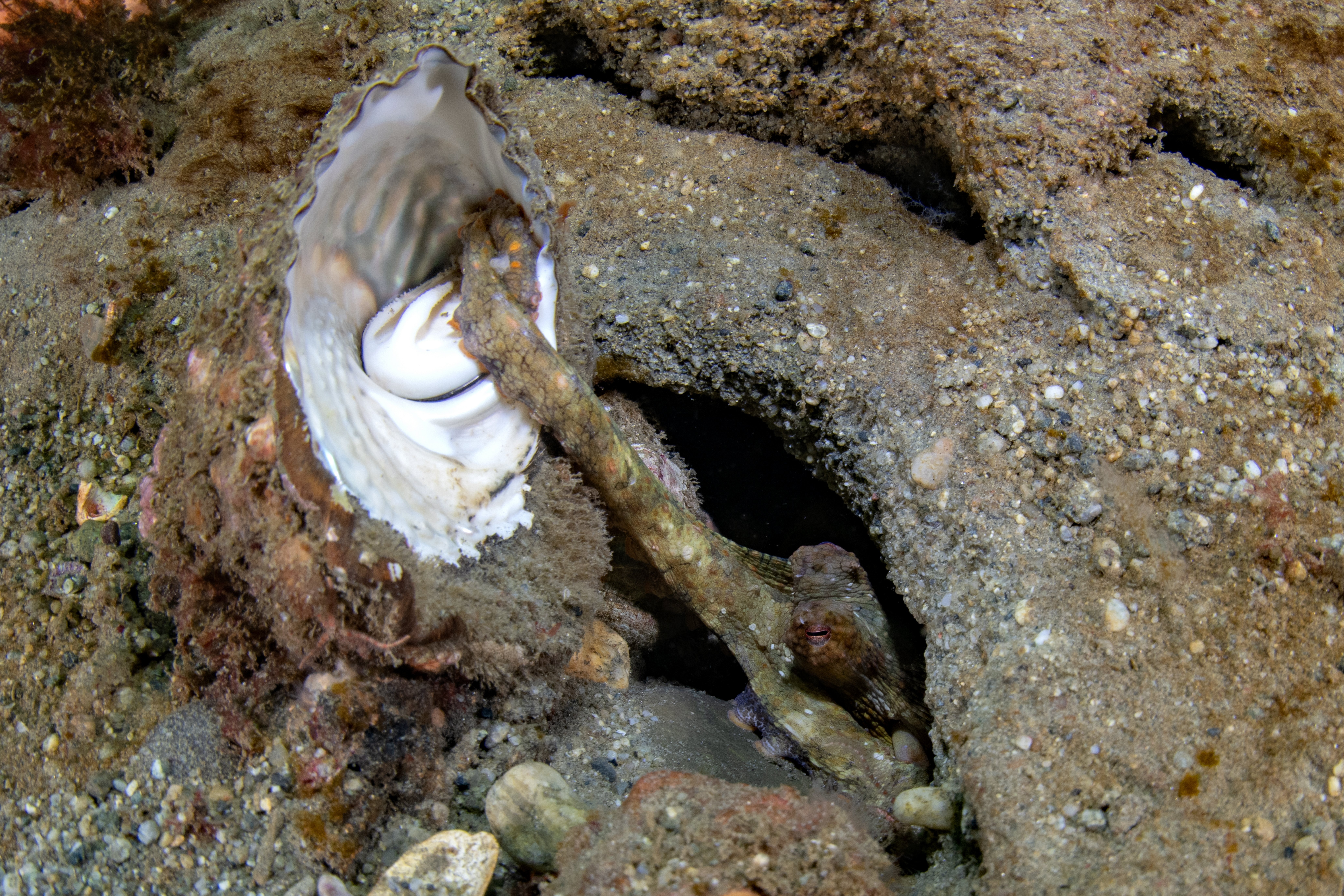 Topaz Deep DSC_9016.jpg