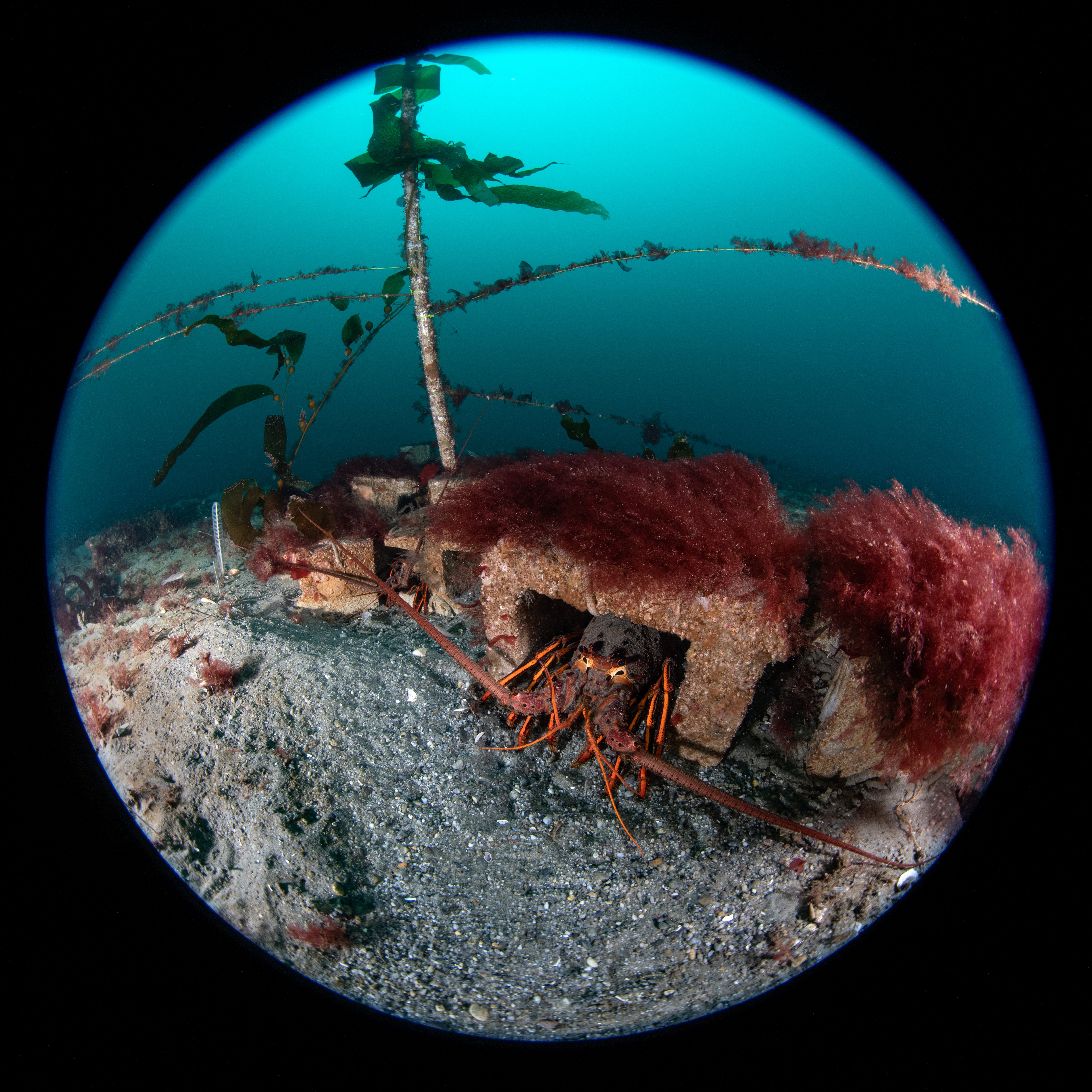 Topaz Deep DSC_9022.jpg