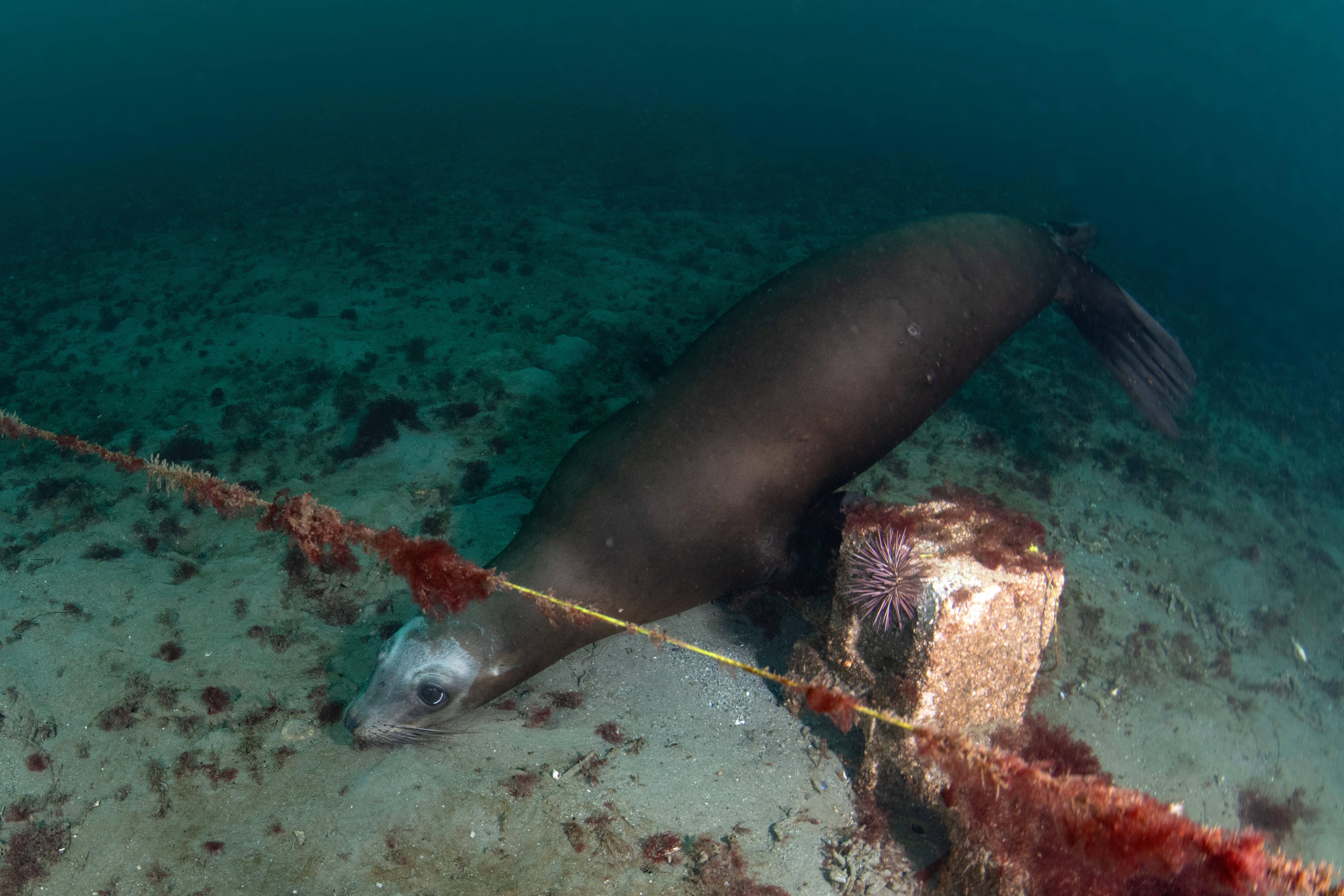 Topaz Deep DSC_9025.jpg