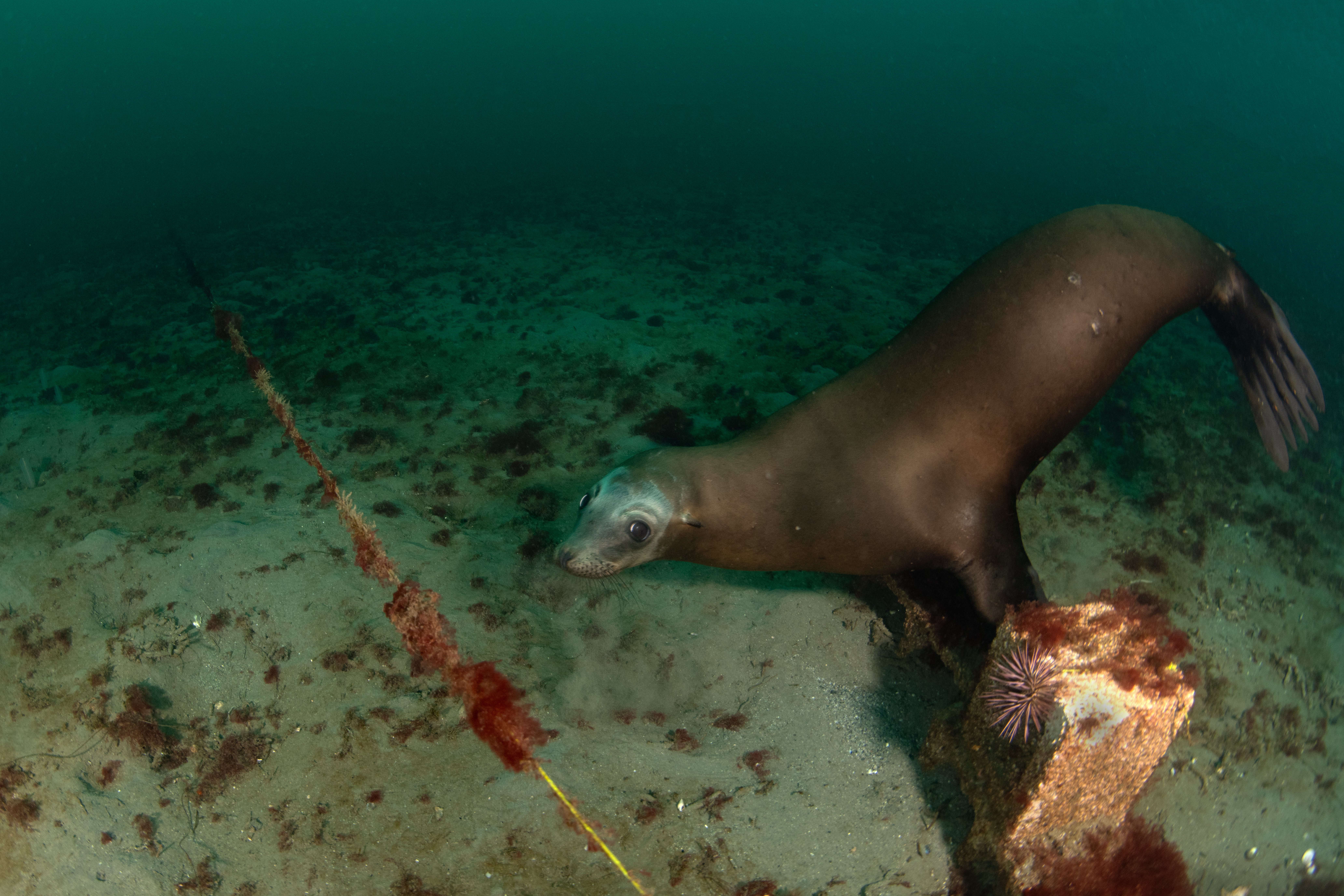 Topaz Deep DSC_9026.jpg