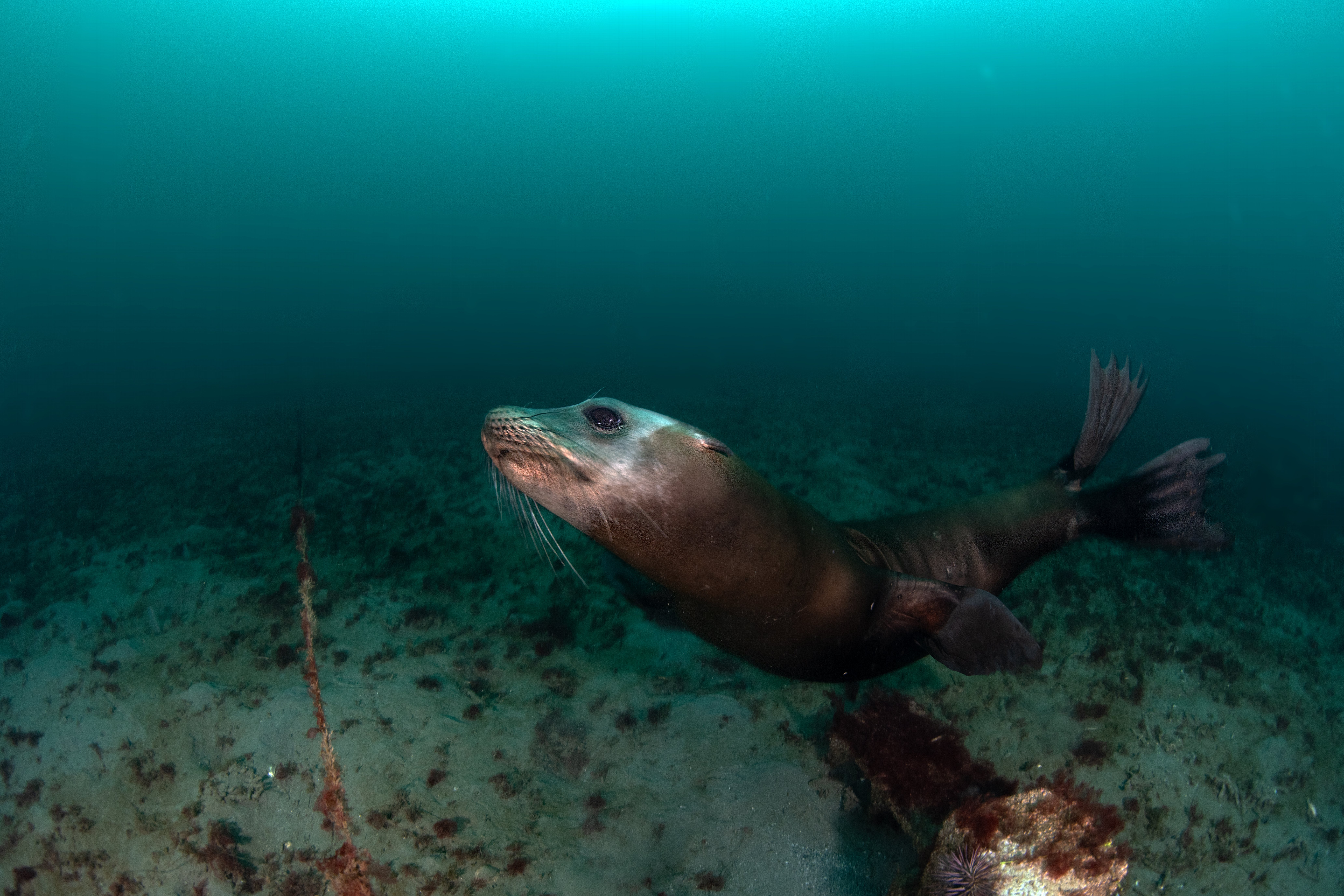 Topaz Deep DSC_9027.jpg