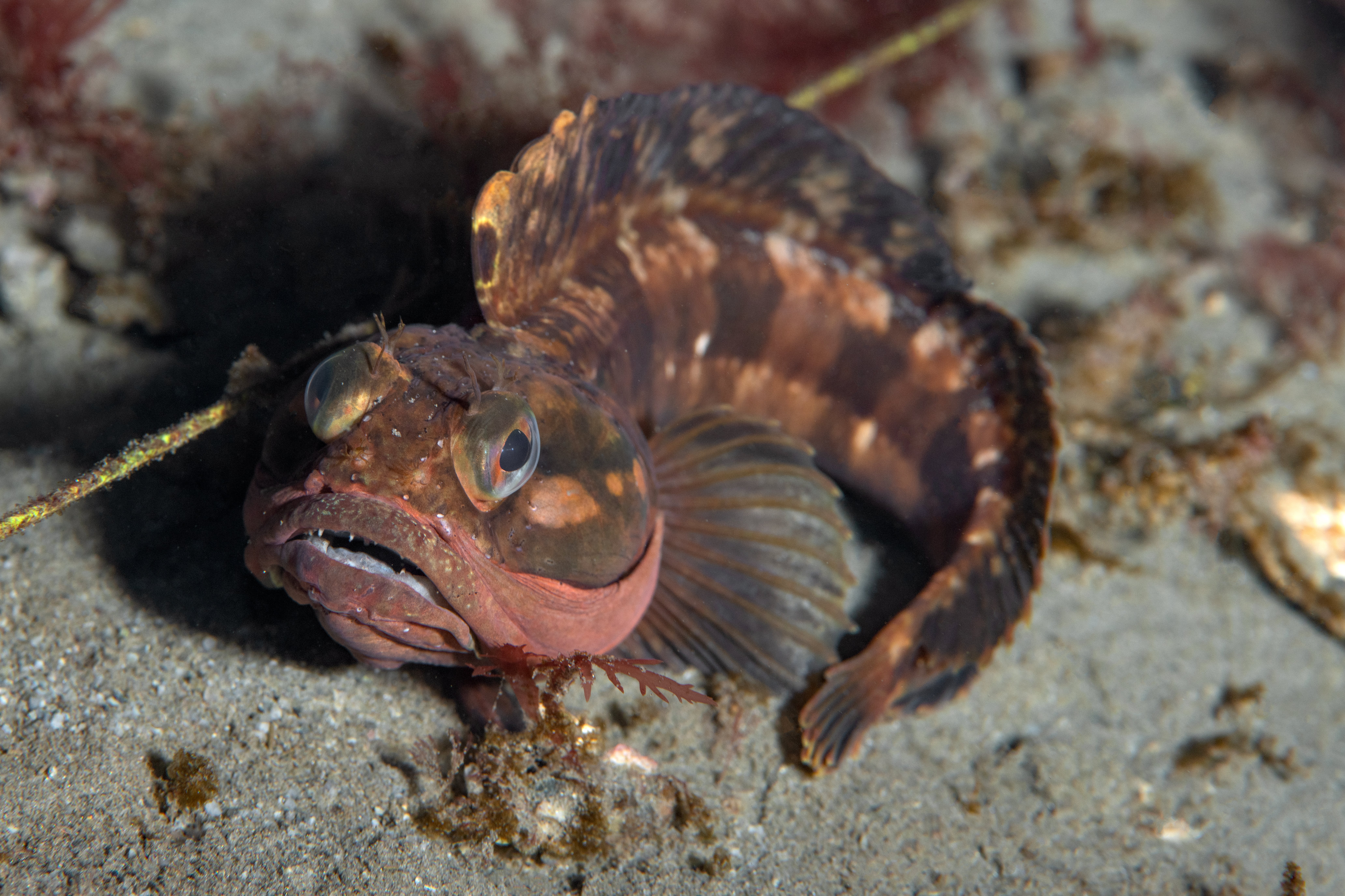 Topaz Deep DSC_9037.jpg