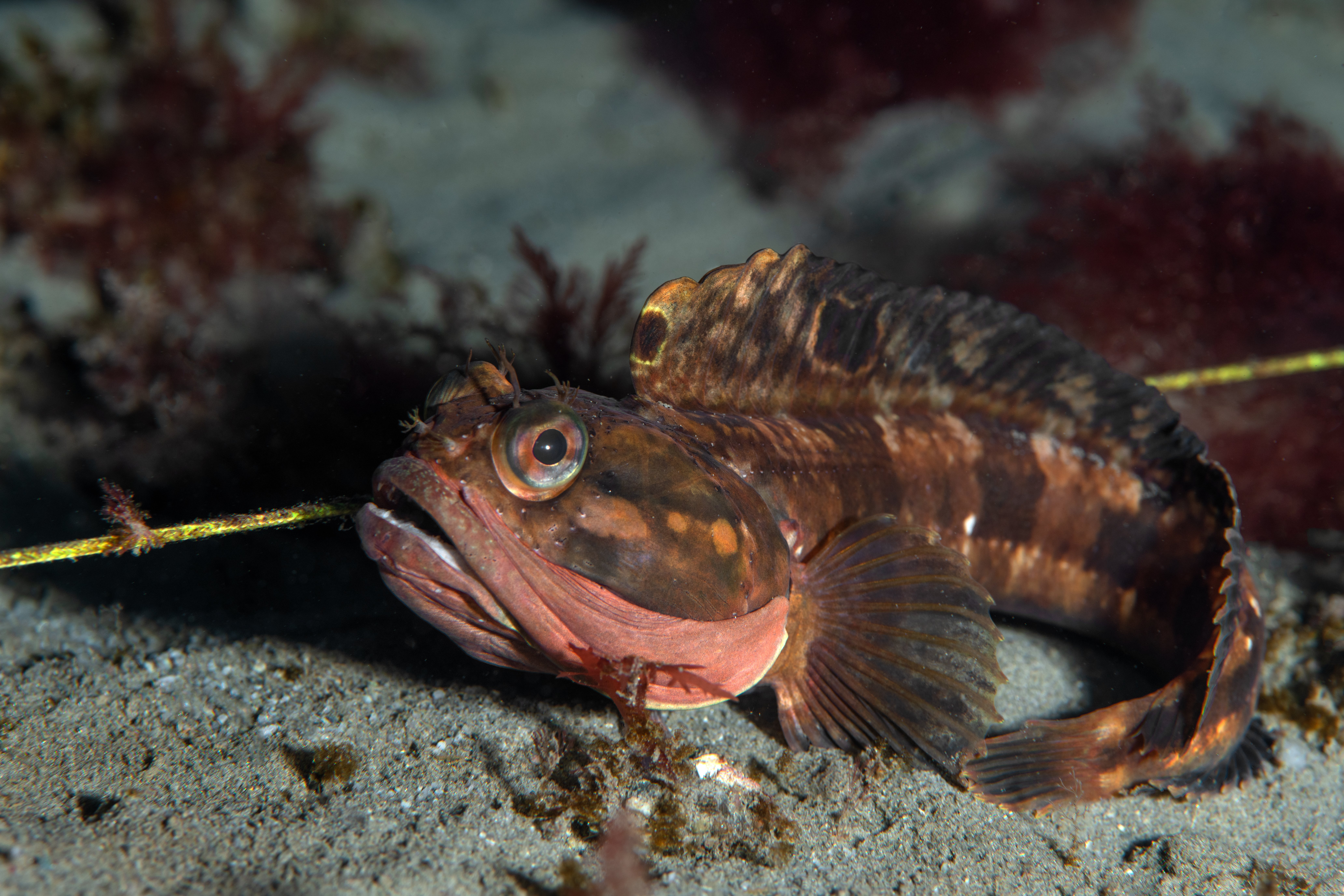 Topaz Deep DSC_9039.jpg