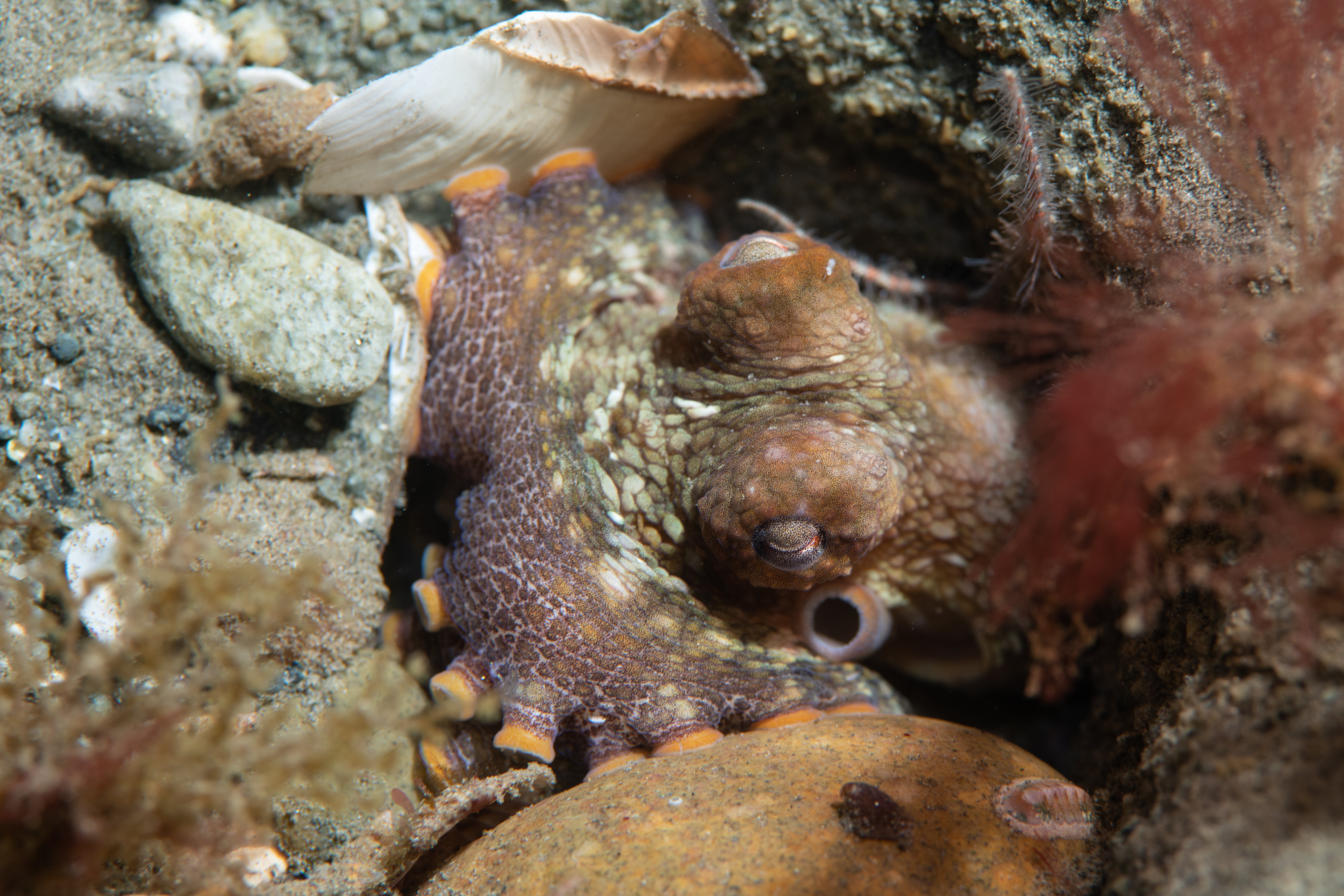 Topaz Deep DSC_9048.jpg