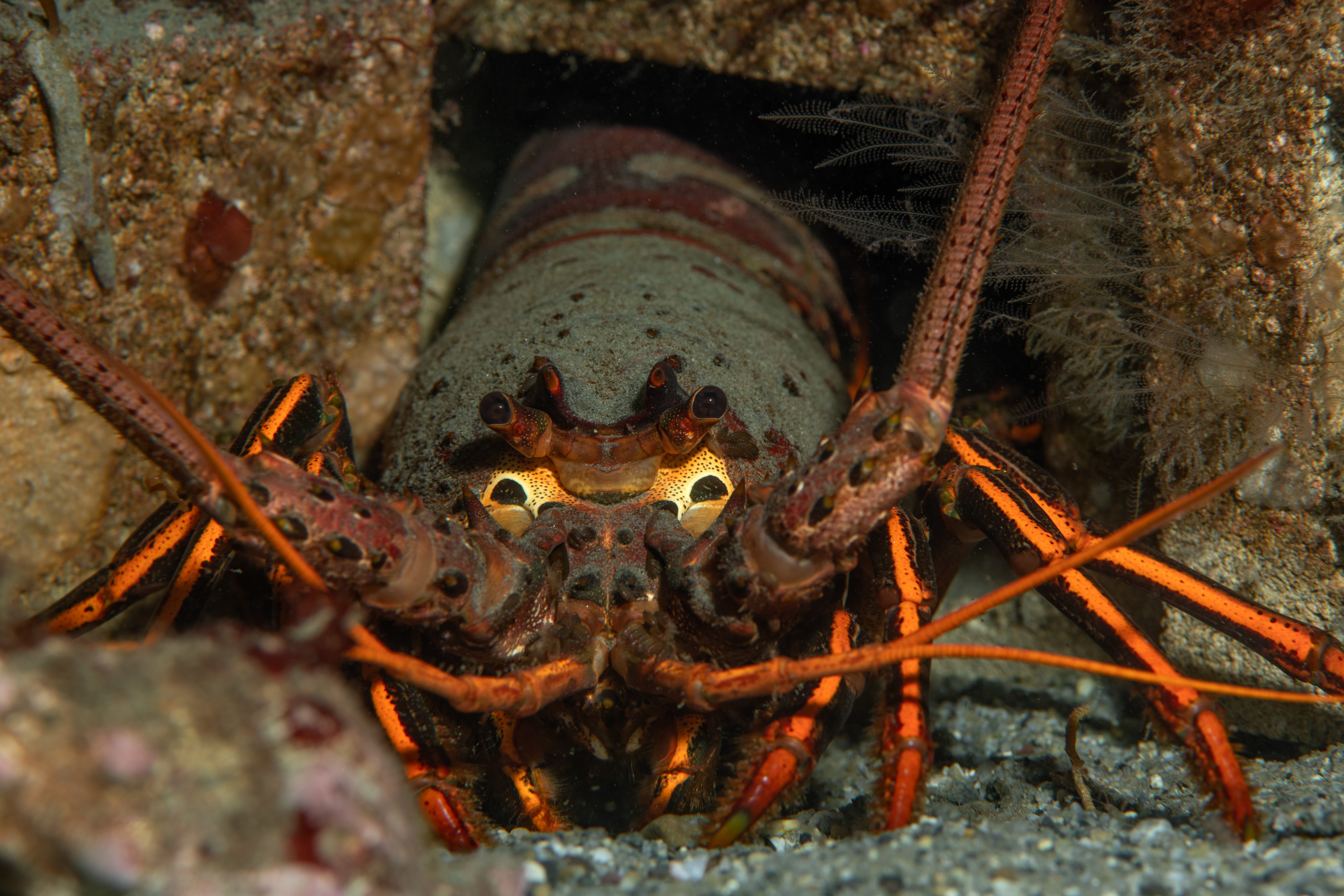 Topaz Deep DSC_9052.jpg