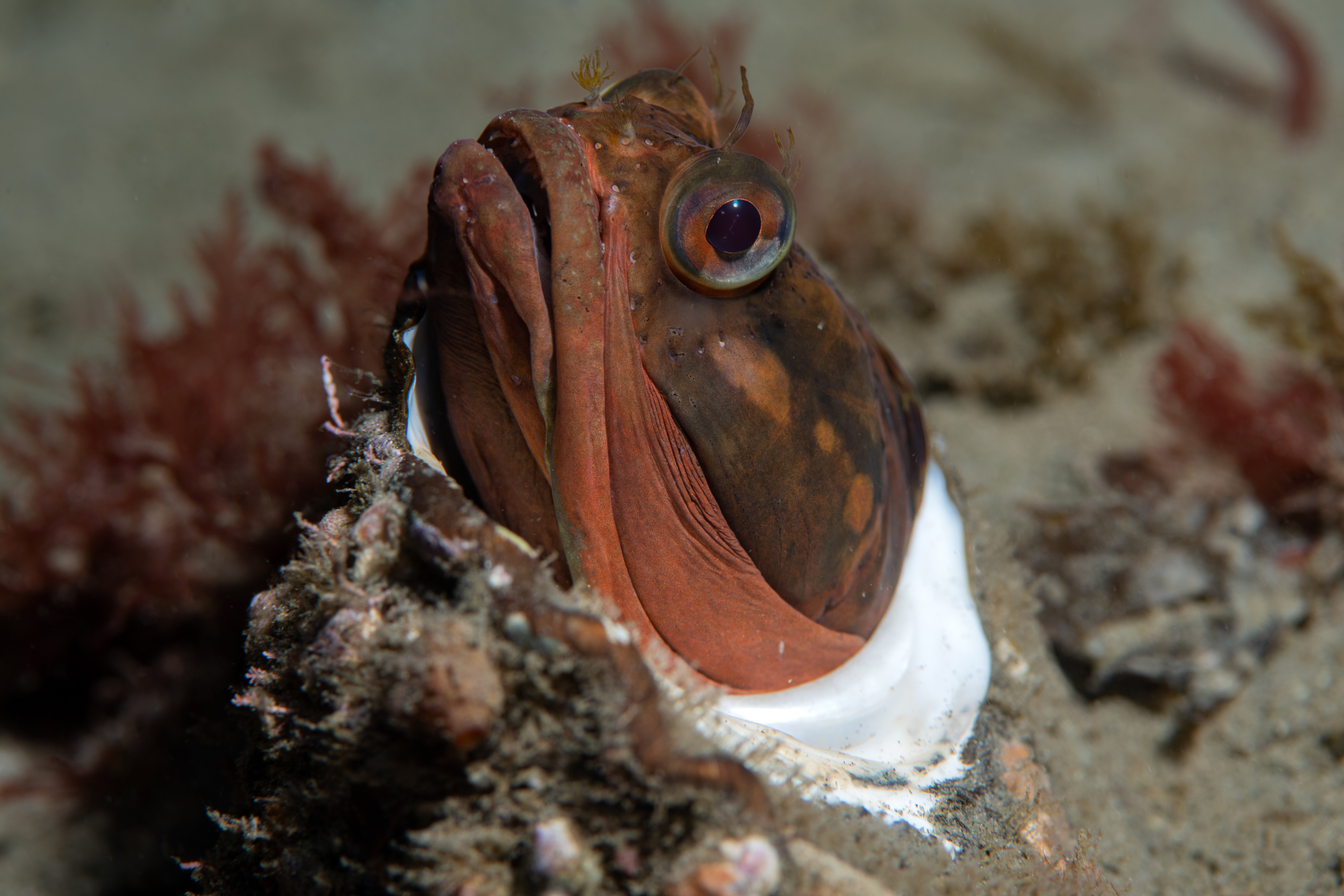 Topaz Deep DSC_9058.jpg